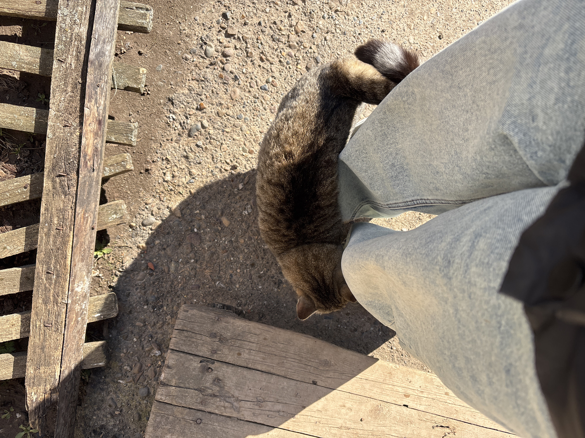An overhead, slightly angled shot captures a brown tabby cat affectionately rubbing against the leg of a person wearing light blue jeans. The cat, with its striped fur and visible tail, is positioned to the right of the frame, facing downwards, with its head touching the person's calf. The person's legs are partially visible, clad in light-washed denim, and they appear to be standing or sitting.
The scene takes place outdoors on a brightly sunny day, evidenced by the strong, distinct shadows cast by the cat, the person's legs, and the wooden structures on the rough, earthy ground. The ground is a mix of light brown dirt, gravel, and small stones. To the left of the frame, a rustic, weathered wooden structure resembling a fence or pallet runs vertically, with individual planks and nails visible. Another flat wooden plank or step is present at the bottom of the image. The natural setting, combined with the sunlight and rustic elements, suggests a rural or garden environment in Фоки, Russia. There is no visible text in the image. The interaction between the cat and the person conveys a sense of companionship and affection.