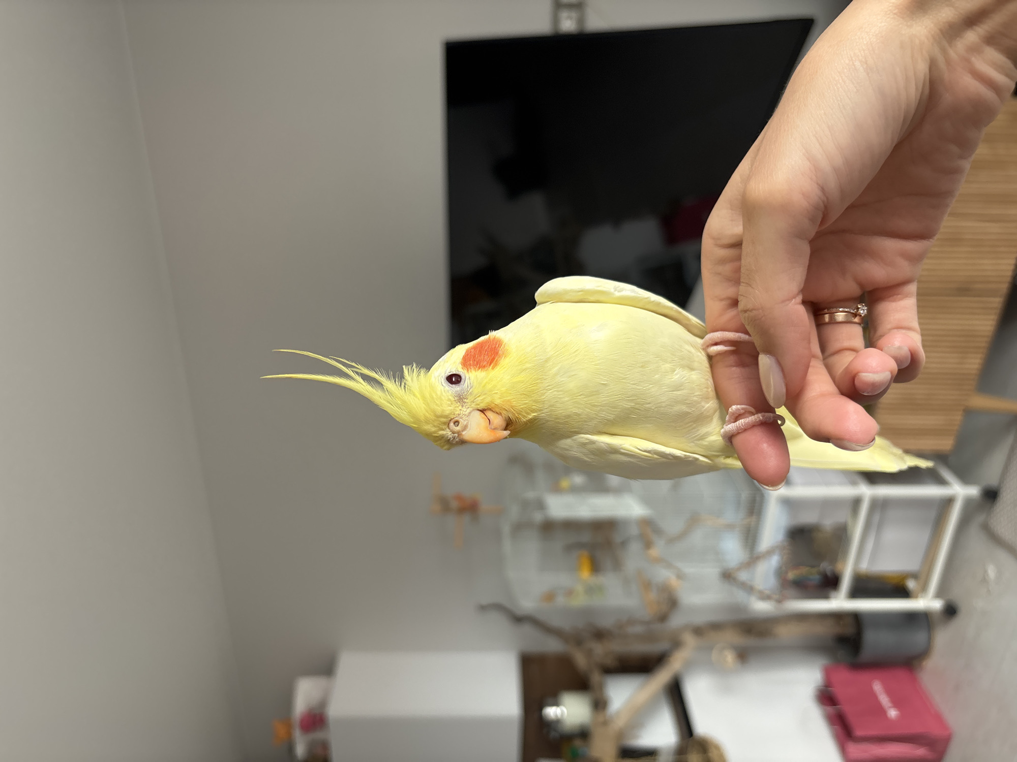 A cockatiel with bright yellow plumage and distinctive orange-red cheek patches is perched on a human finger in an indoor setting. The image is oriented sideways, with the bird and hand appearing to defy gravity horizontally. The cockatiel has a prominent yellow crest and a small orange beak. Its right eye is visible, a dark red color.
The human hand, with light-colored manicured fingernails, supports the bird. On one of the fingers, two rings are visible: a thin gold band and another gold band with what appears to be a small diamond. The bird's tiny claws are wrapped around the finger.
The background is softly blurred but reveals elements of a room. A large, dark-screened television or monitor is visible on the upper right side. Below and behind the bird, parts of a birdcage or a bird stand with perches and toys can be discerned, along with light-colored walls and some dark wooden furniture or accents. The overall lighting suggests an indoor environment, likely during the day. No text is visible in the image. The location context is Krasnoyarsk, Russia.