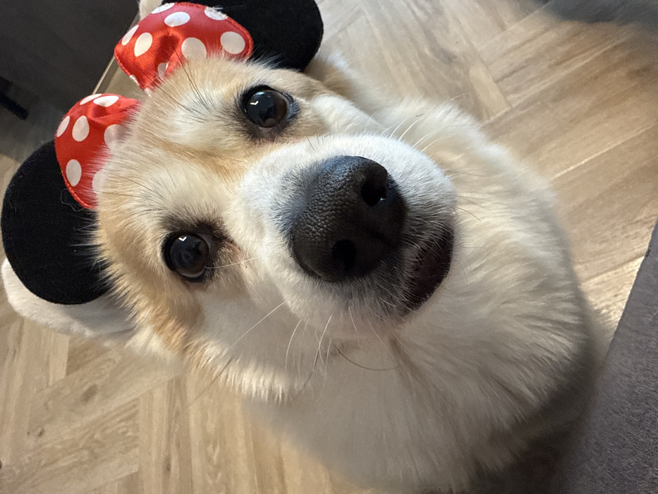 A close-up, slightly angled shot features a corgi dog wearing Minnie Mouse ears. The ears are black with a red bow adorned with white polka dots. The dog's face fills the frame, emphasizing its large, black nose and expressive eyes. The background shows a wooden floor and a glimpse of a gray surface. The dog's fur is primarily white with tan patches on its face. The lighting is soft, highlighting the dog's features.