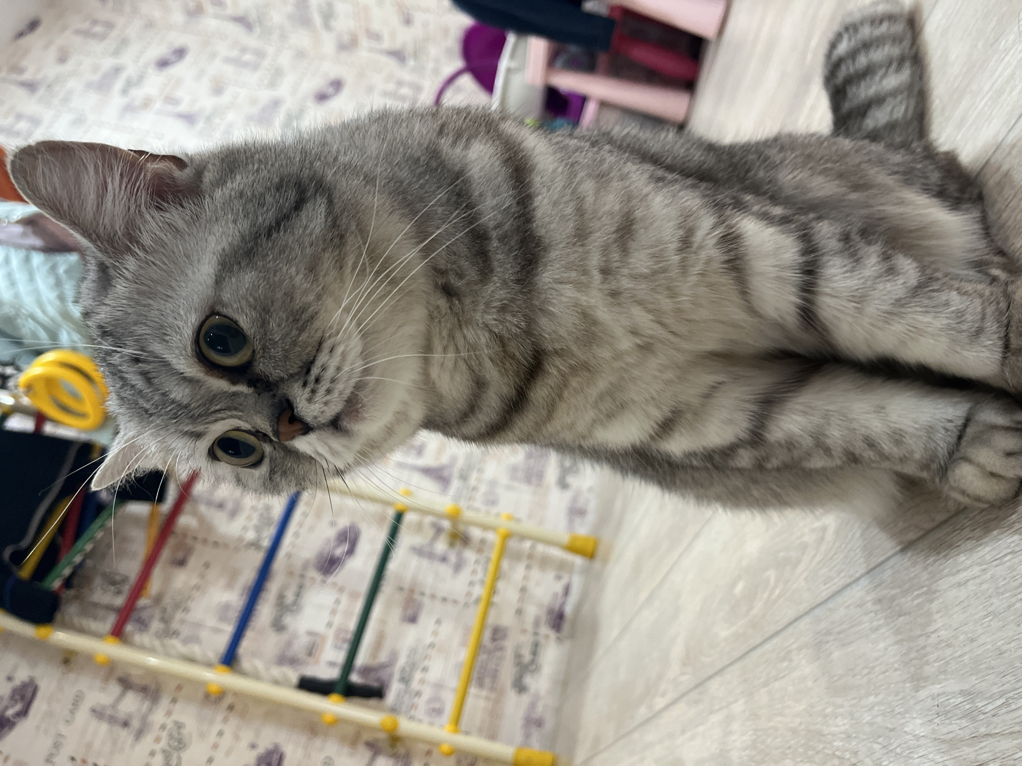 A gray tabby cat with green eyes lies on a light-colored wooden floor. The cat is positioned in the center of the frame, facing the viewer with a slightly tilted head. In the background, there is a patterned surface, potentially a rug or bedding, with a colorful wooden ladder or climbing frame. In the far background, some children's furniture can be seen.
The location is Chaikovsky, Russia.