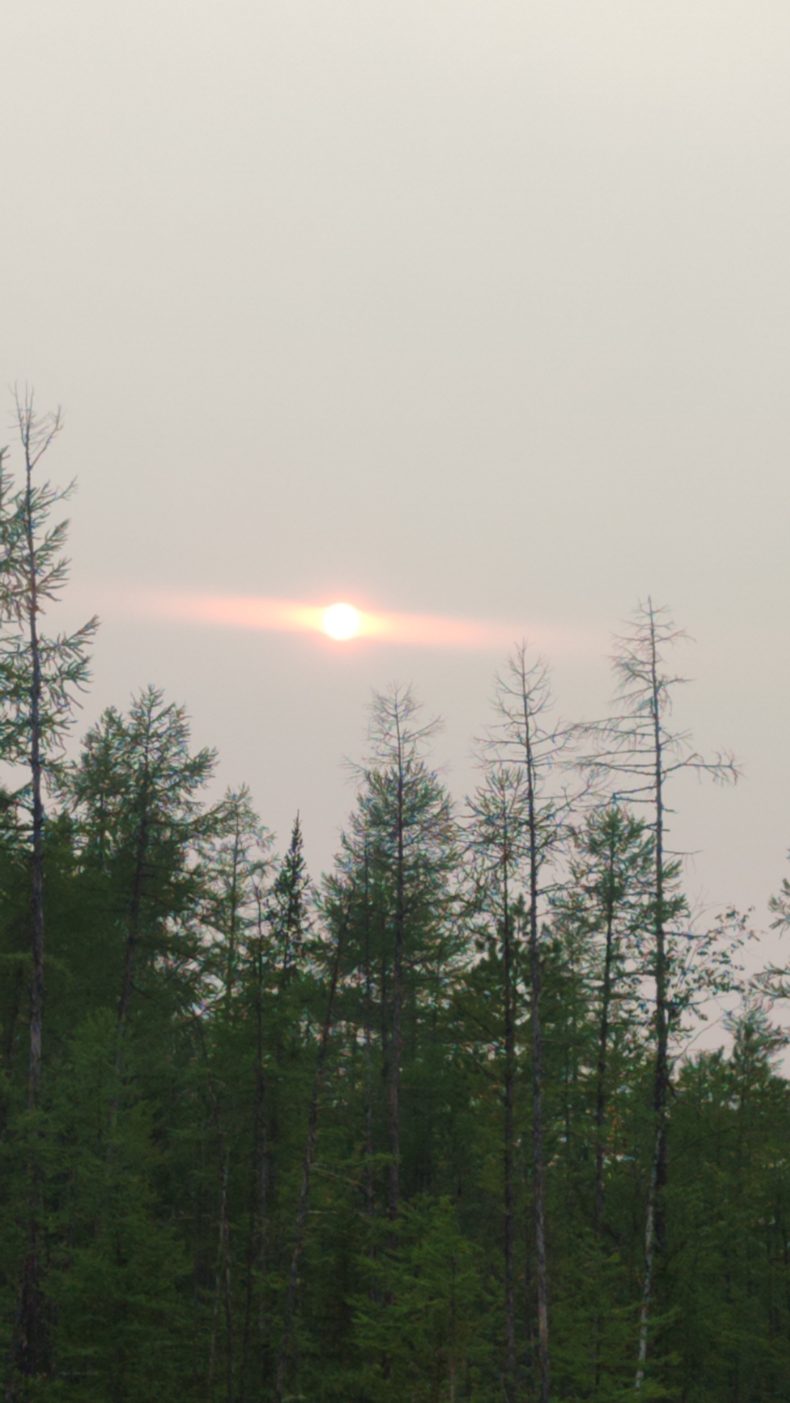 The image captures a hazy sky with the sun appearing as a bright, diffused orb with a faint orange glow, possibly indicating smoke from a wildfire or pollution. Silhouetted against the sky are the tops of numerous evergreen trees, forming a dense forest line. The trees vary in height and density, with some appearing bare or sparsely needled, while others are full and vibrant green. The overall impression is a natural landscape viewed under atmospheric conditions that obscure clear visibility. The specific location within Mirny, Russia is not identifiable from the visual information alone.