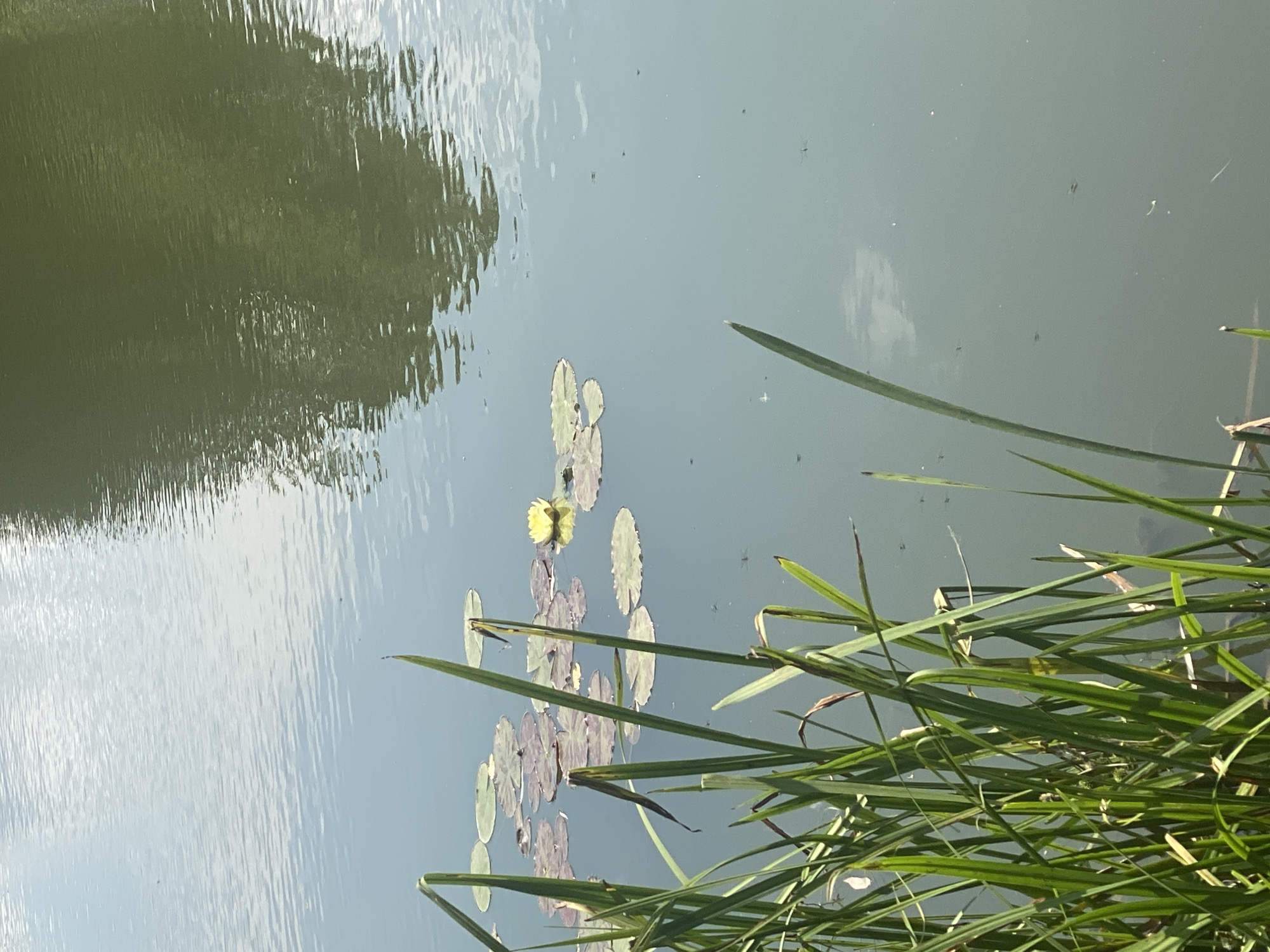 The image shows a close-up view of a pond or slow-moving body of water, likely located in Briceni, Moldova. The water's surface is calm, with reflections of the sky and surrounding trees visible. In the foreground, tall green reeds and grasses grow along the bank, some of which are bent or dried. Scattered across the water are lily pads, with a single yellow water lily in bloom. Several water striders, small insects that skate on the surface of water, are visible. The overall impression is one of a serene natural setting within a park or garden.