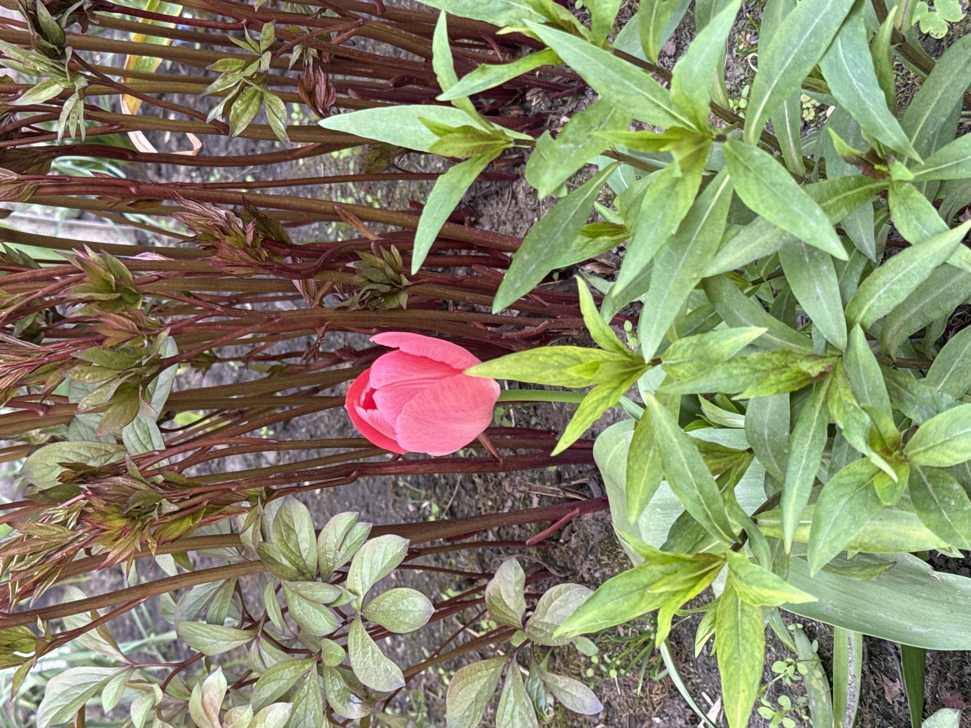 The image shows a pink tulip bud surrounded by green foliage and reddish-brown stems. The setting appears to be a garden bed, with soil visible between the plants. The lack of specific architectural details or recognizable landmarks makes it difficult to confirm the location in Saint Petersburg, Russia, without further information.