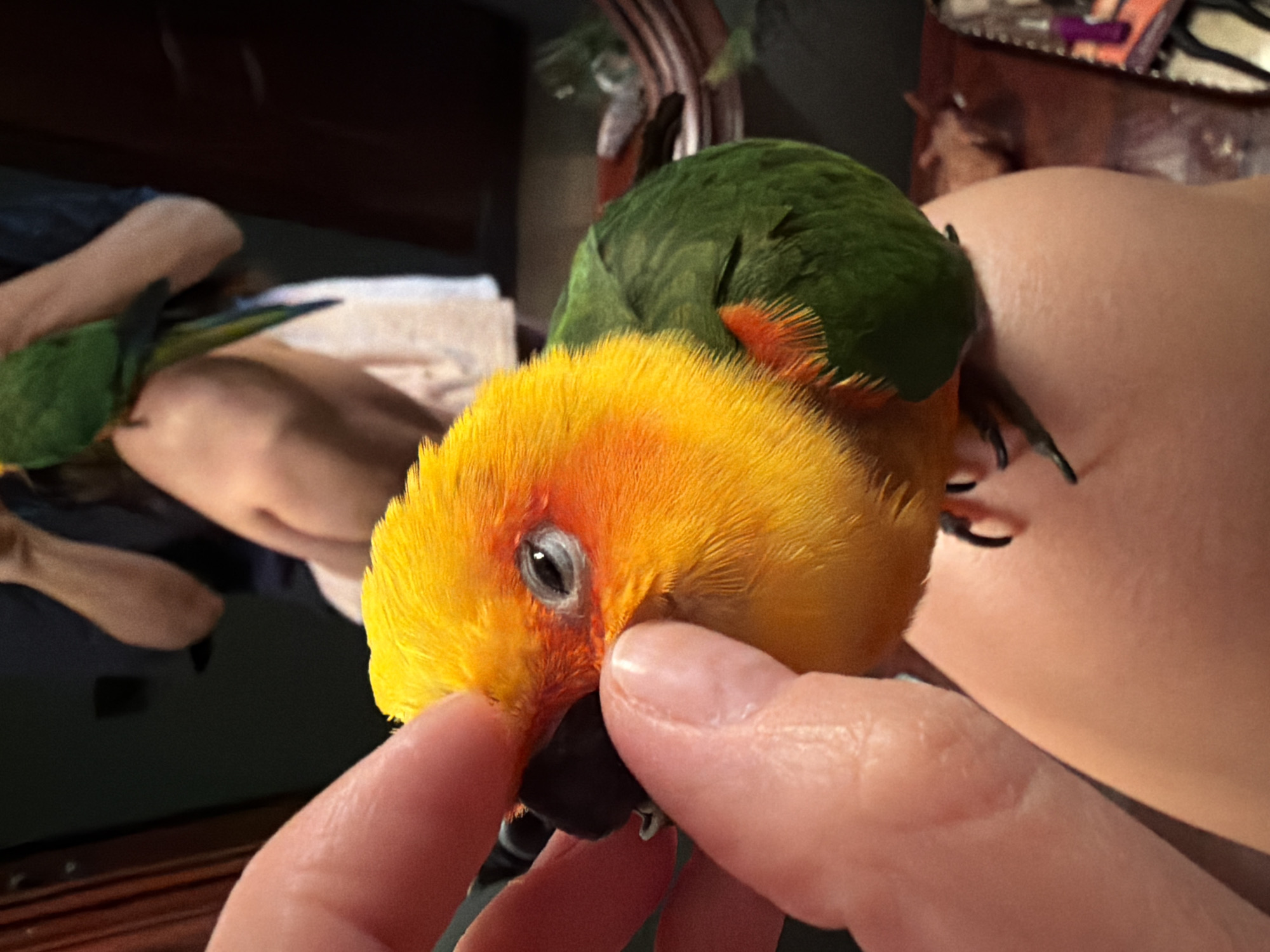 A person is holding a brightly colored parrot, a Sun Conure, on their knee. The parrot's head is yellow and orange, with a green body. The person's fingers are gently touching the parrot's head. In the background, another green parrot is perched on a person's shoulder, and a person is wearing a white skirt. The scene appears to be indoors, with furniture and other objects visible. The image does not provide any information that would indicate the location is Khimki, Russia.