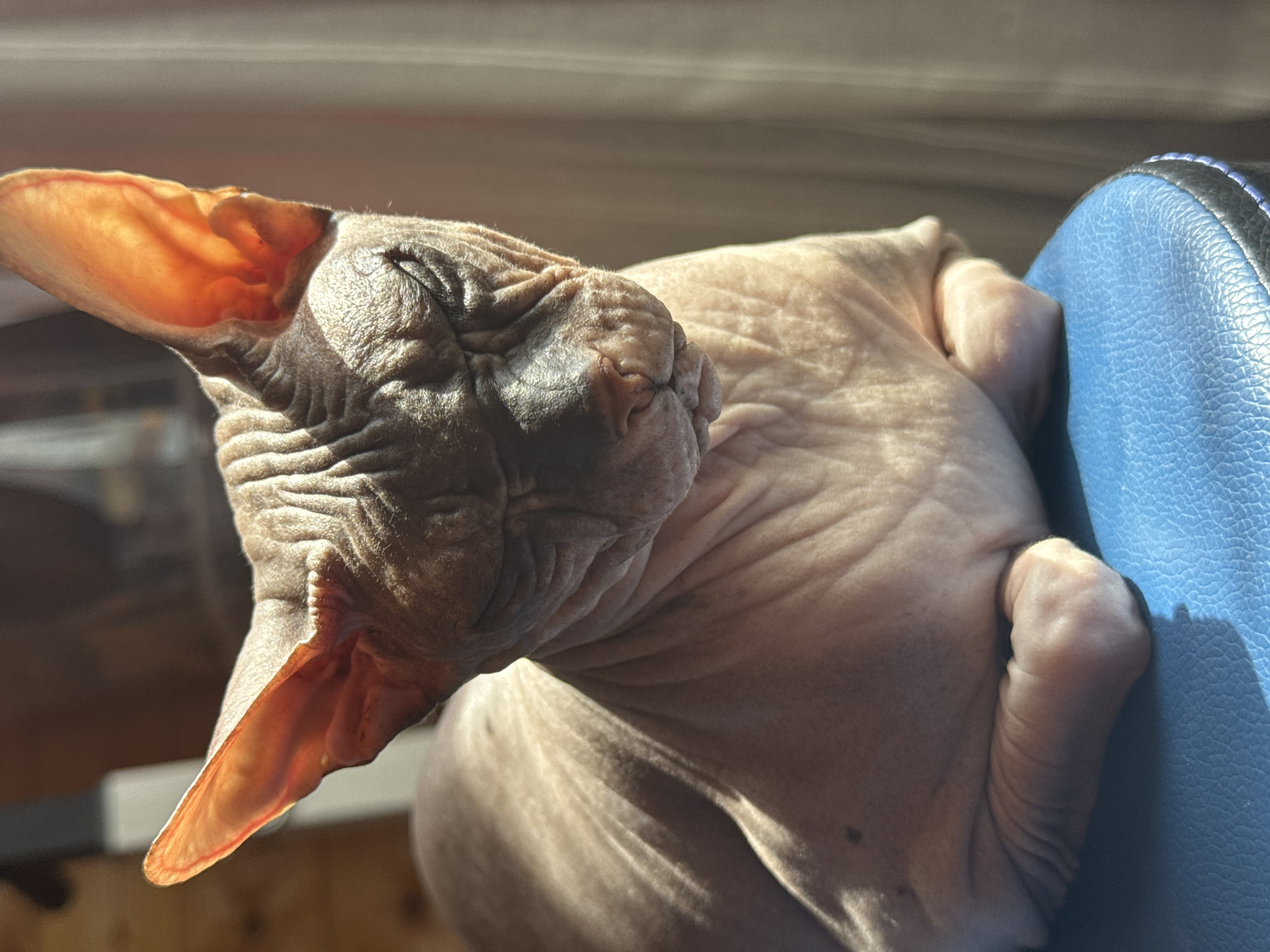 A close-up shot shows a hairless cat, likely a Sphynx breed, sitting on a blue stool. The cat is in profile, with its eyes closed and head tilted slightly down. Sunlight illuminates its wrinkled skin and large ears, which are translucent and glow with an orange hue. The background is softly blurred, showing a hint of wooden paneling and a light-colored curtain. The cat appears to be resting in a warm, indoor environment. The scene is set in Nikolaevka, Russia.