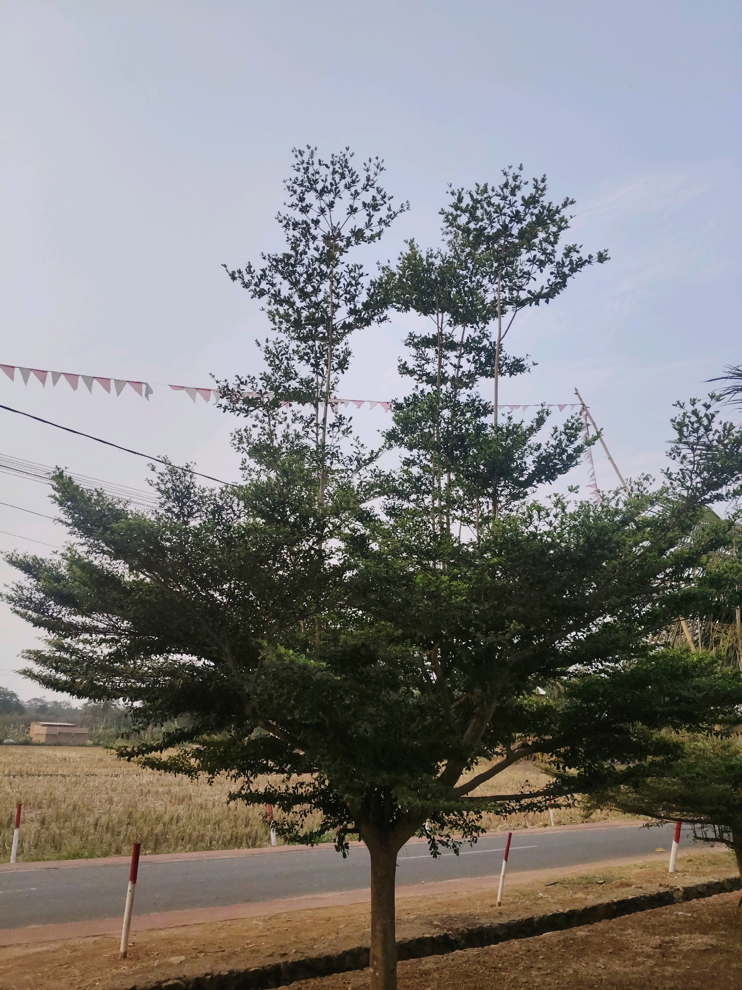 A tall, leafy green tree stands prominently in the foreground of this image, its branches extending outwards. Behind the tree, a field of dry grass stretches to the horizon, dotted with a few buildings. A paved road runs horizontally across the middle ground, bordered by a dirt path and short, red-and-white striped posts. Overhead, a pale sky is visible with a string of triangular flags strung across it. The scene appears to be in a rural or semi-rural setting, possibly on the outskirts of Sidosari, Indonesia, given the style of the flags and the agricultural landscape.