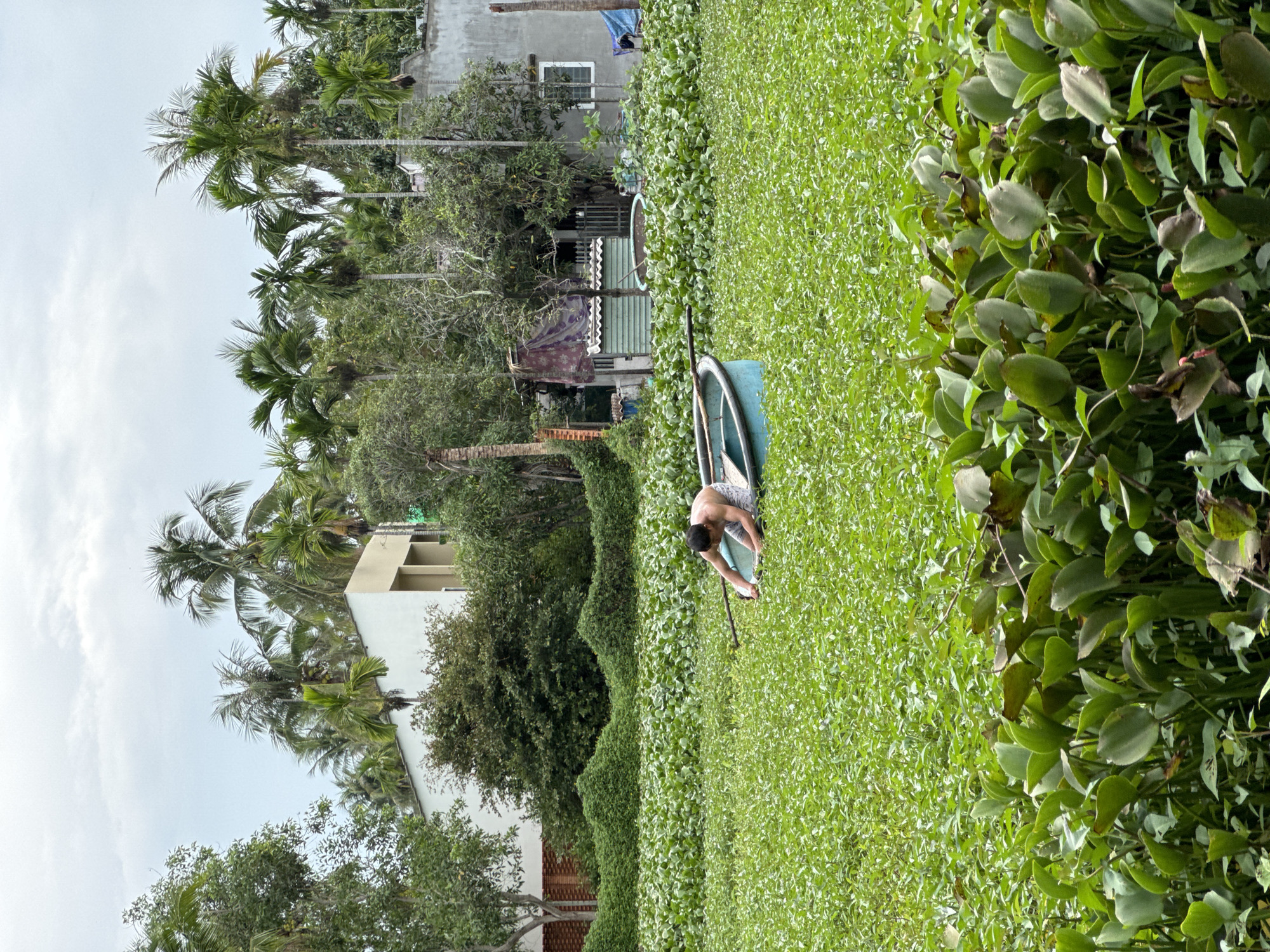 A medium, outdoor shot depicts a shirtless man standing in a small, blue, round boat on a body of water completely covered with green vegetation in Mũi Né, Vietnam. The man bends over facing into the boat while holding what appears to be a long stick. The boat floats among a thick layer of small, round, green plants covering the entire water surface. In the background, lush green foliage, trees, and some buildings are visible under an overcast sky. Palm trees and tall, slender trees are intermingled with the structures. The edges of the waterway are lined with larger, leafy green plants.
