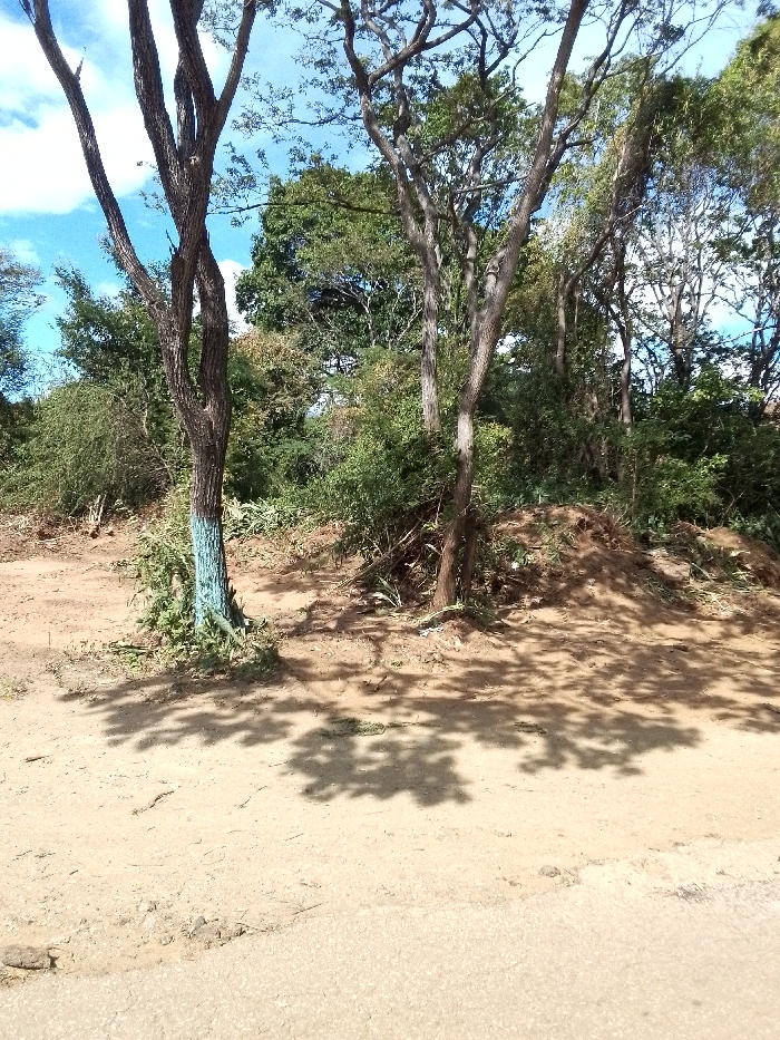 The scene depicts a dirt road or path leading towards a wooded area under a bright sky. Shadows from bare trees with thin trunks are cast across the ground. One tree on the left has blue paint at the base of its trunk. The woods consist of green foliage and taller trees in the background. Some cleared or disturbed earth can be seen among the trees. The overall scene appears rural and natural.