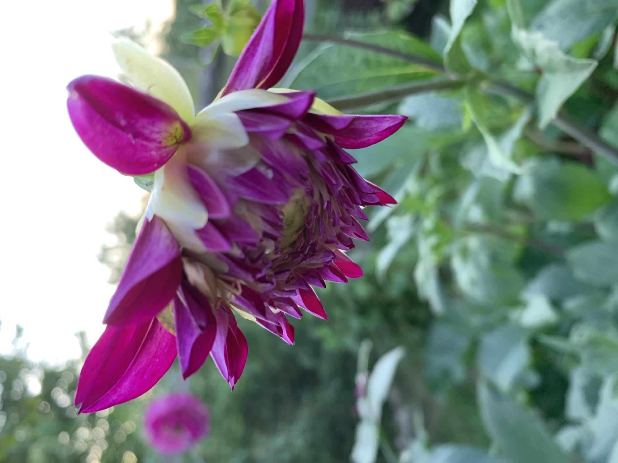 The image shows a close-up of a bright pink and white dahlia flower in bloom, with its petals unfurling and a detailed view of its center. The flower is positioned in the foreground, slightly off-center to the right, and is angled downwards. The background is a blur of green foliage, with some out-of-focus white flowers and trees visible, suggesting an outdoor garden setting. There are no people or animals present in the image. The lighting suggests it may be late afternoon or early evening. The exact location within Капцёўскі сельскі Савет, Belarus, cannot be determined from the image itself.