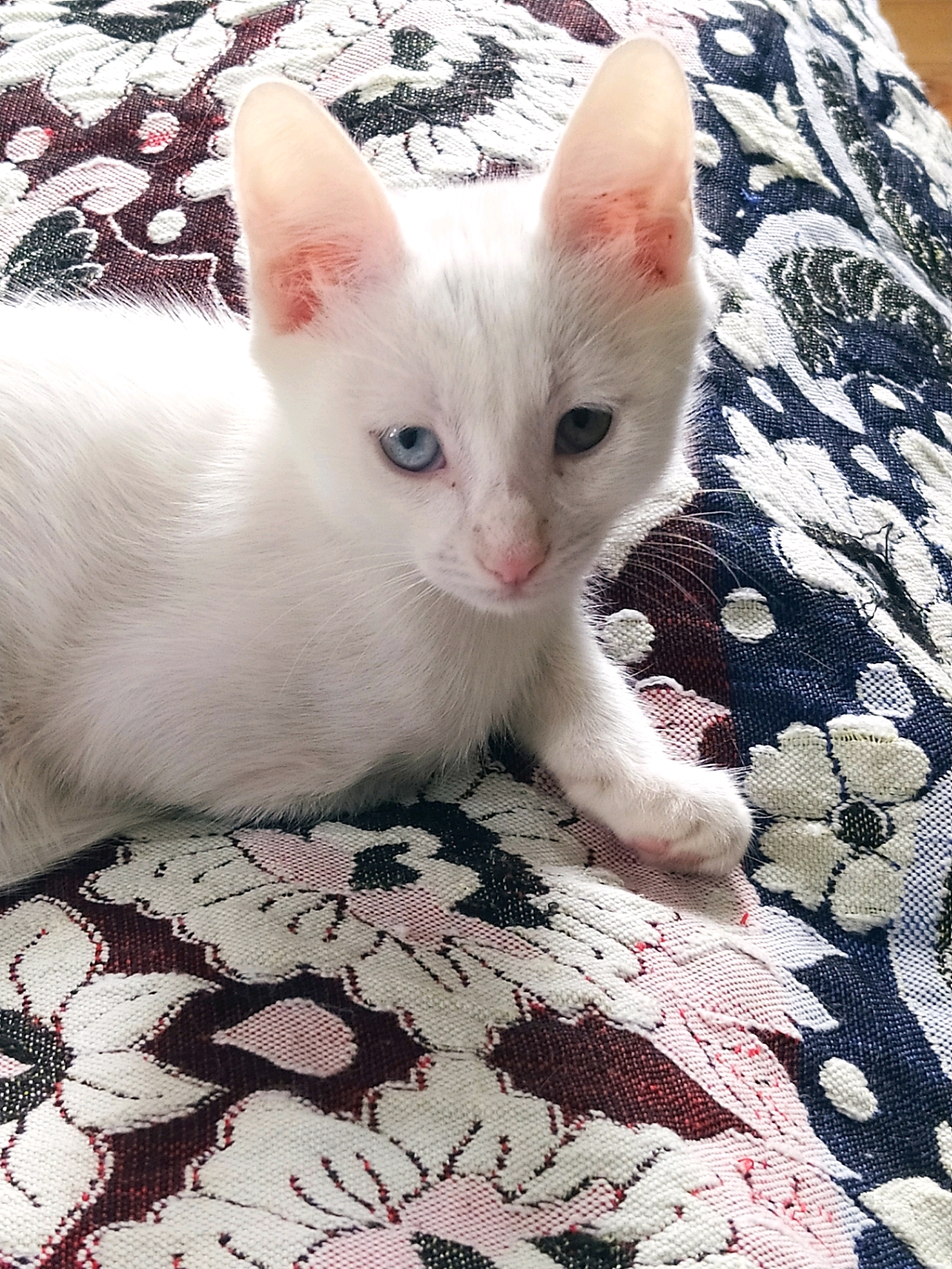 An all-white kitten with striking blue eyes is the central subject of this image. The kitten is lying on a patterned fabric that features large, stylized flowers in shades of red, white, and blue. The fabric appears to be a blanket or upholstery. The kitten's ears are large and pointed, with a pinkish hue inside. Its fur is soft and appears to be short. The kitten is looking directly at the camera with a curious expression. The background is a blur of more of the same patterned fabric. The lighting is soft and natural, highlighting the kitten's delicate features. The image evokes a sense of innocence and gentleness. The location of Khazar Raion, Azerbaijan is not depicted in this image.