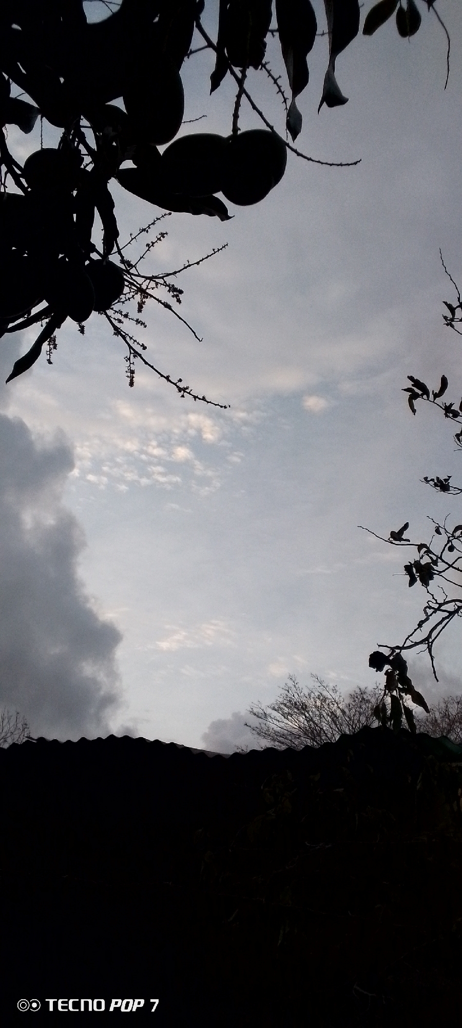 The image, taken with a TECNO POP 7 mobile device, shows a cloudy sky framed by silhouetted tree branches and what appears to be a rooftop in the foreground. Dark foliage with round shapes, possibly fruits, hang from branches in the upper left corner. Branches and leaves, also silhouetted, are visible on the right. The sky is overcast with white and grey clouds. The dark silhouette at the bottom of the image includes a roofline and potentially more foliage or objects obscured by the darkness. The location is Altagracia, Venezuela.