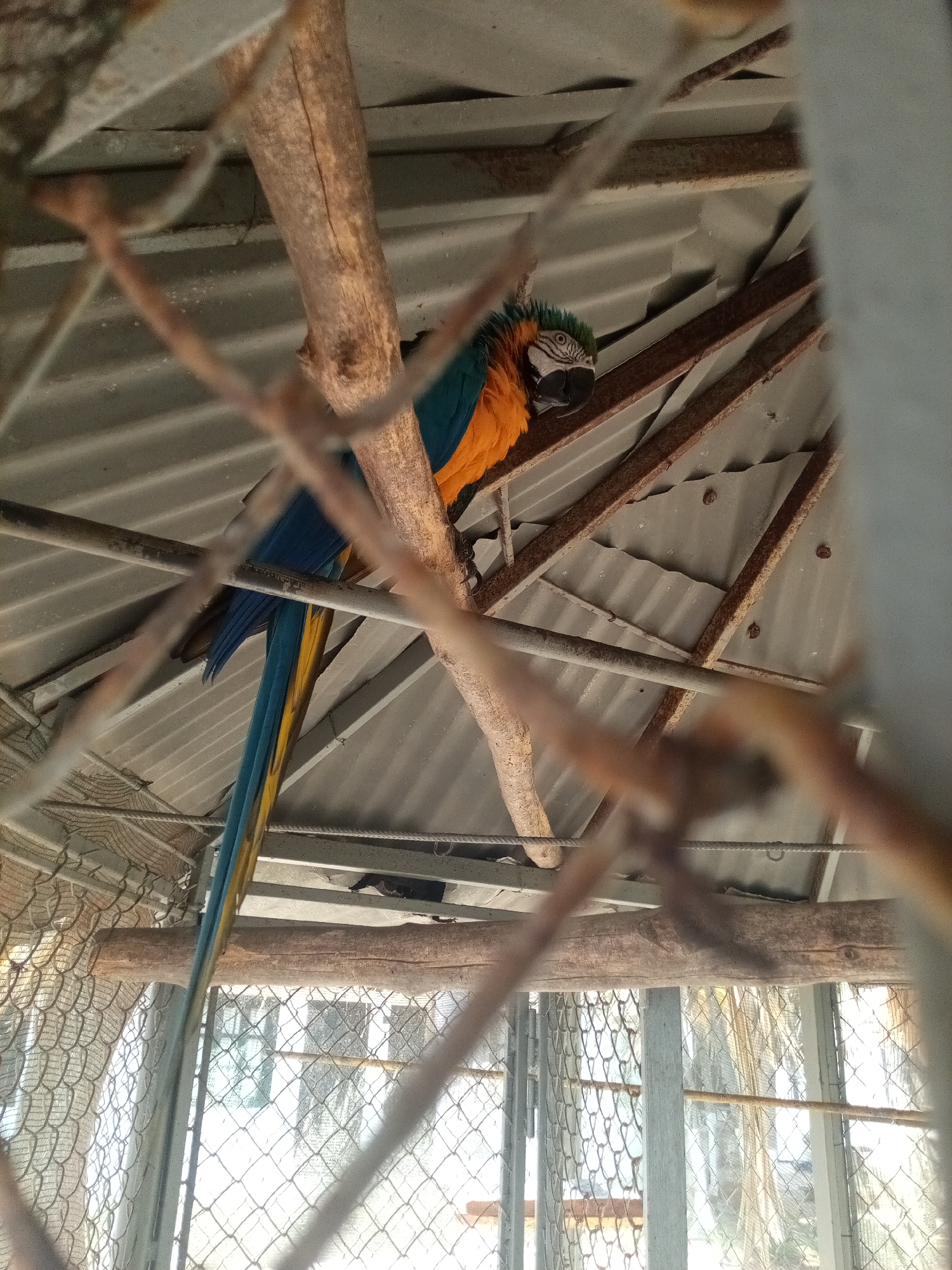 A macaw, primarily blue and yellow, is perched on a branch inside a cage. The cage appears to be constructed of metal framing and wire mesh. The setting seems to be an outdoor enclosure, possibly in a zoological park or private collection. The location is Porlamar, Venezuela.