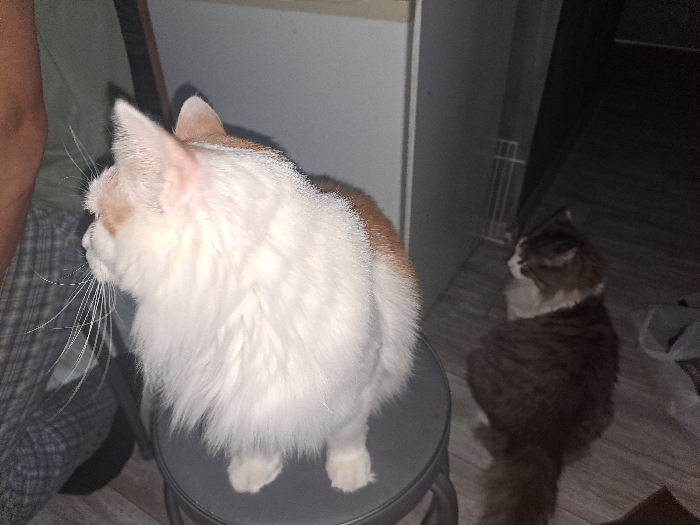 Two long-haired cats are indoors. One cat is predominantly white with hints of tan and sits on a small stool. A person sits beside the stool, and the cat is close to them. The other cat, brown and white, sits on the floor further in the background, facing away from the white cat. The background includes a white refrigerator, a dark doorway, and a metal rack. The room appears to be casually furnished.