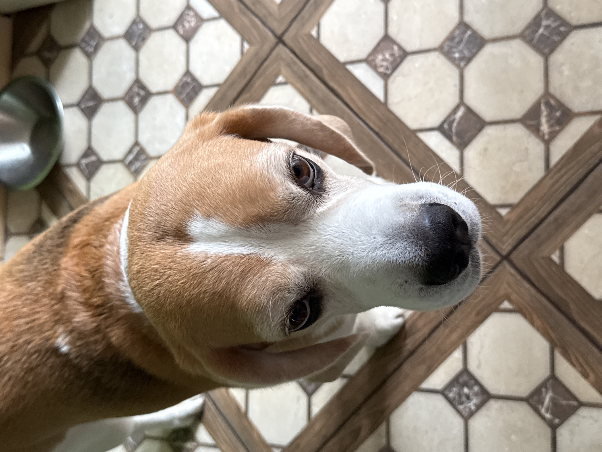 A Beagle dog with brown and white markings is looking directly at the camera. The dog has large, floppy ears and its snout is in focus. The floor beneath the dog is tiled with an octagonal pattern of cream and brown squares. A stainless steel bowl is visible in the upper right corner of the image. The scene appears to be indoors, possibly in a kitchen or dining area. The image does not provide any information about the city of Perm, Russia.