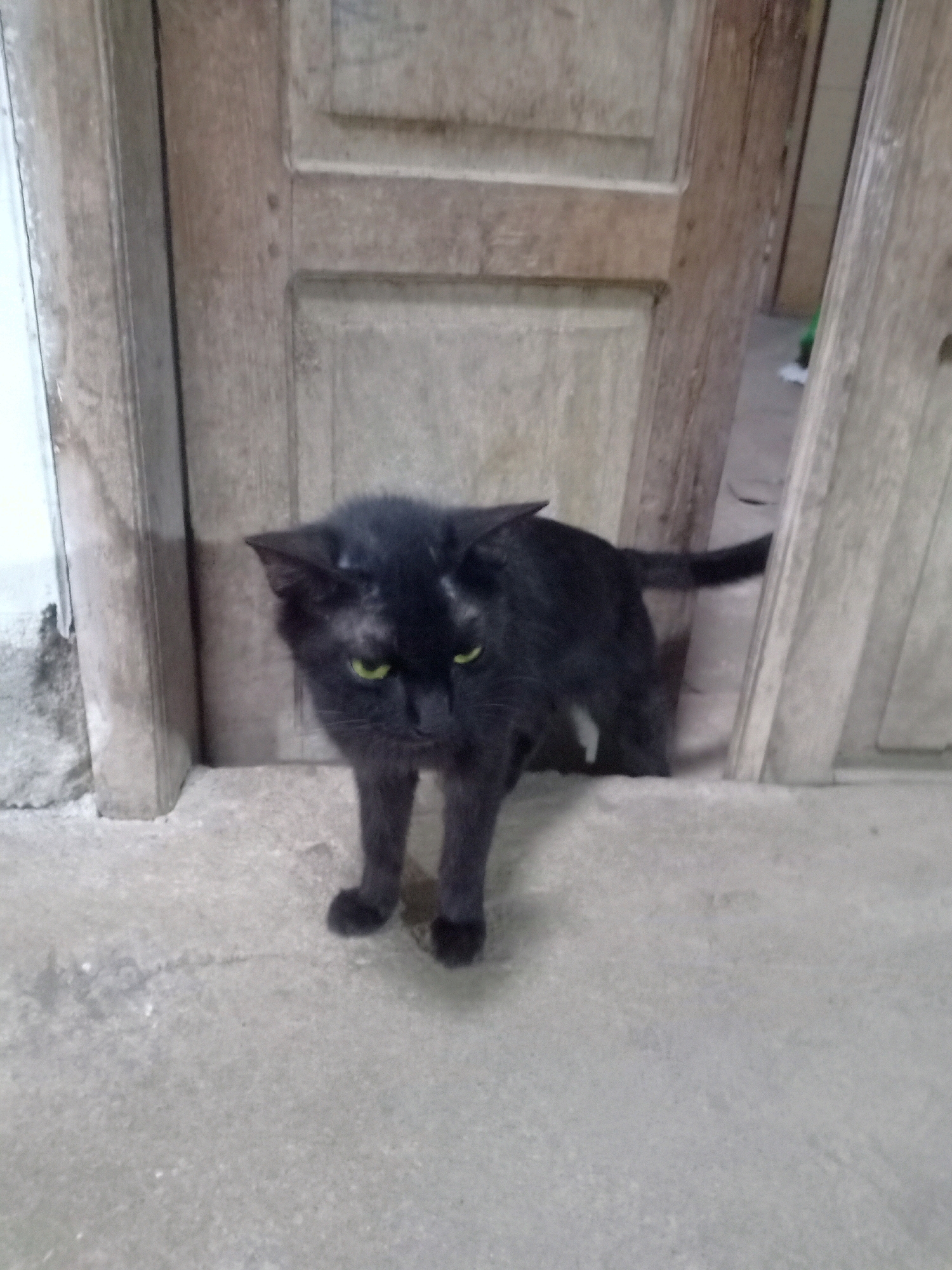 A black cat with bright green eyes is standing in a doorway. The cat is facing the camera and appears to be slightly hunched over. Its fur is dark and appears somewhat matted in places. The doorway is made of aged, light-colored wood, with visible grain and some cracks. The floor in front of the doorway is concrete, appearing rough and slightly worn. The background suggests an interior space beyond the doorway, with a glimpse of a white object and a green object, possibly plastic bags, on the floor. The scene appears to be an outdoor setting, likely in an urban or semi-urban environment, possibly within the city of Tasikhargo, Indonesia, given the context of the request.