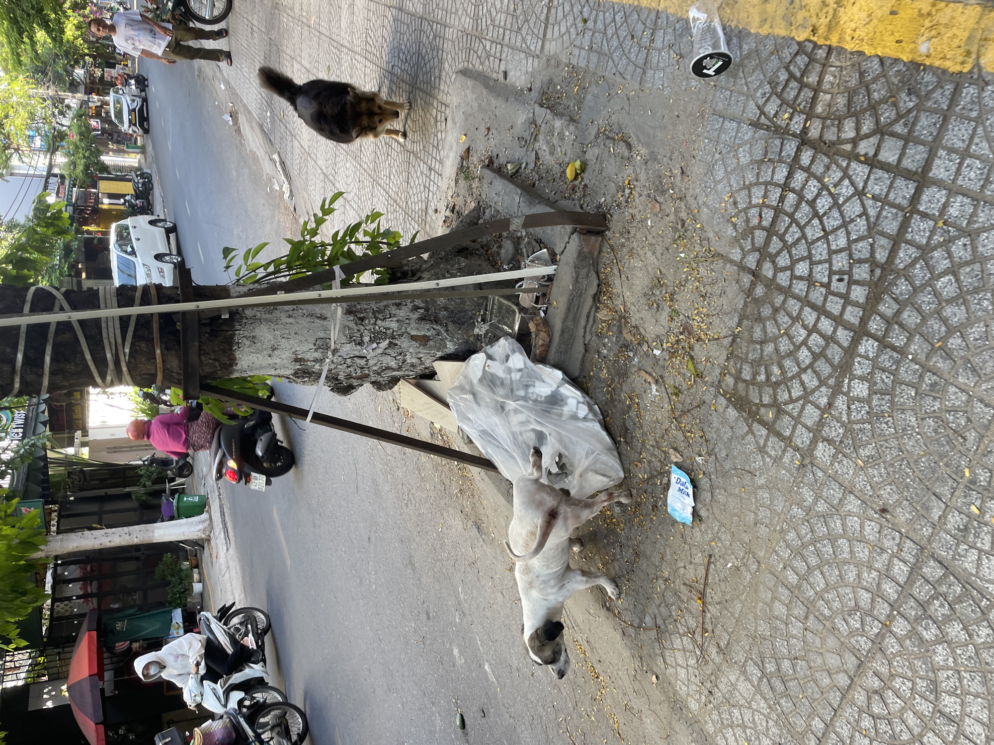 The image captures a street scene in Da Nang, Vietnam, on a sunny day. A white and brown dog stands on the sidewalk, facing away from the camera and towards a large piece of crumpled plastic sheeting. Behind the dog, a larger, darker dog walks on the sidewalk, heading away from the camera. In the background, a man in a white t-shirt and khaki pants stands on the sidewalk. The street is paved, and there is a yellow line marking the edge of the sidewalk in the lower right corner. Several motorcycles and cars are visible on the street, indicating it is a moderately busy urban area. Trees line the sidewalk, providing shade. There is some litter on the ground, including a plastic bag and a discarded cup. The architecture of the buildings in the background suggests a typical urban environment in Vietnam.