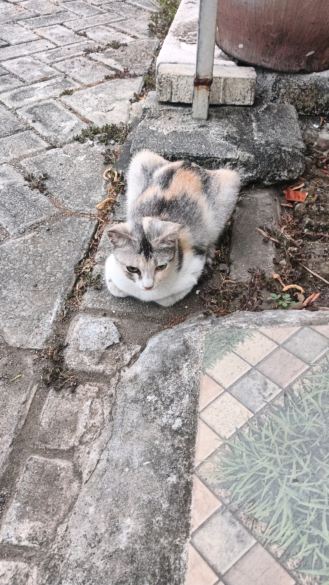 A calico cat is curled up on a paved area, likely in a residential or public outdoor space, in Wedoroanom, Indonesia. The cat has a mottled pattern of white, grey, and orange fur and appears to be resting with its eyes partially closed. The ground is composed of interlocking concrete pavers and rougher concrete slabs, with some scattered dry leaves and small green plants growing in the crevices. To the right of the cat, a section of patterned tiles, possibly a pathway or border, is visible, with green grass growing between some of the tiles. In the background, a portion of a large, reddish-brown pot and a metal pole emerging from a concrete block are visible, suggesting the presence of a planter or outdoor furniture. The lighting suggests it is daytime, with natural light illuminating the scene.