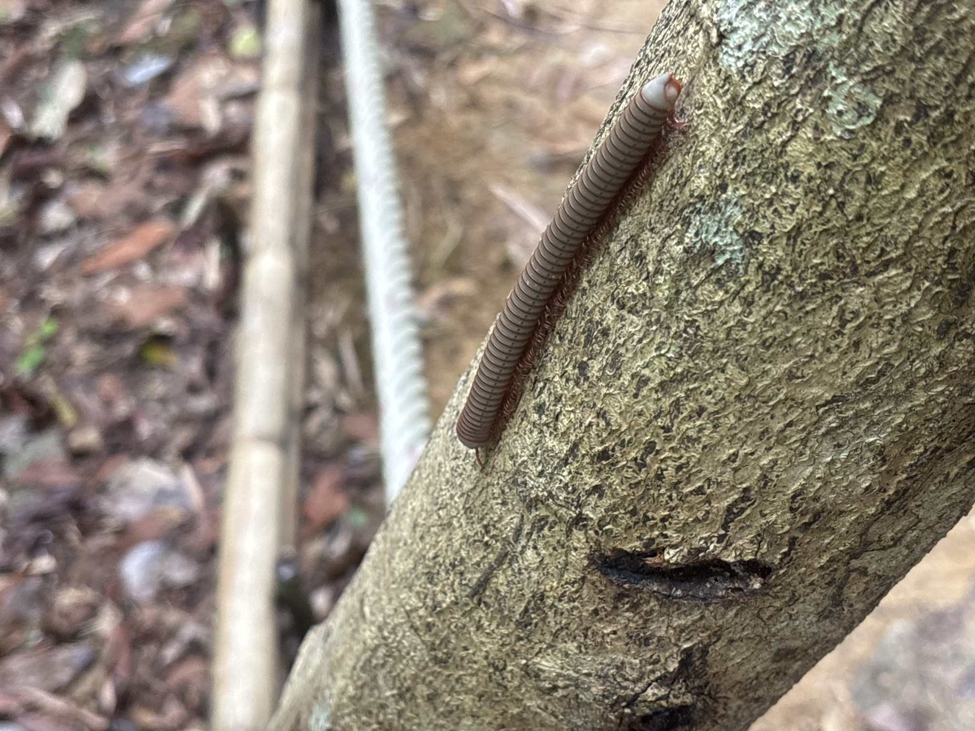 A centipede crawls along the rough bark of a tree branch. The centipede is elongated, with a light gray body and numerous segments. The background features leaf litter and blurred foliage, suggesting a forest or wooded area. A white rope runs parallel to the branch. The location is Tambon Thai Mueang, Thailand.