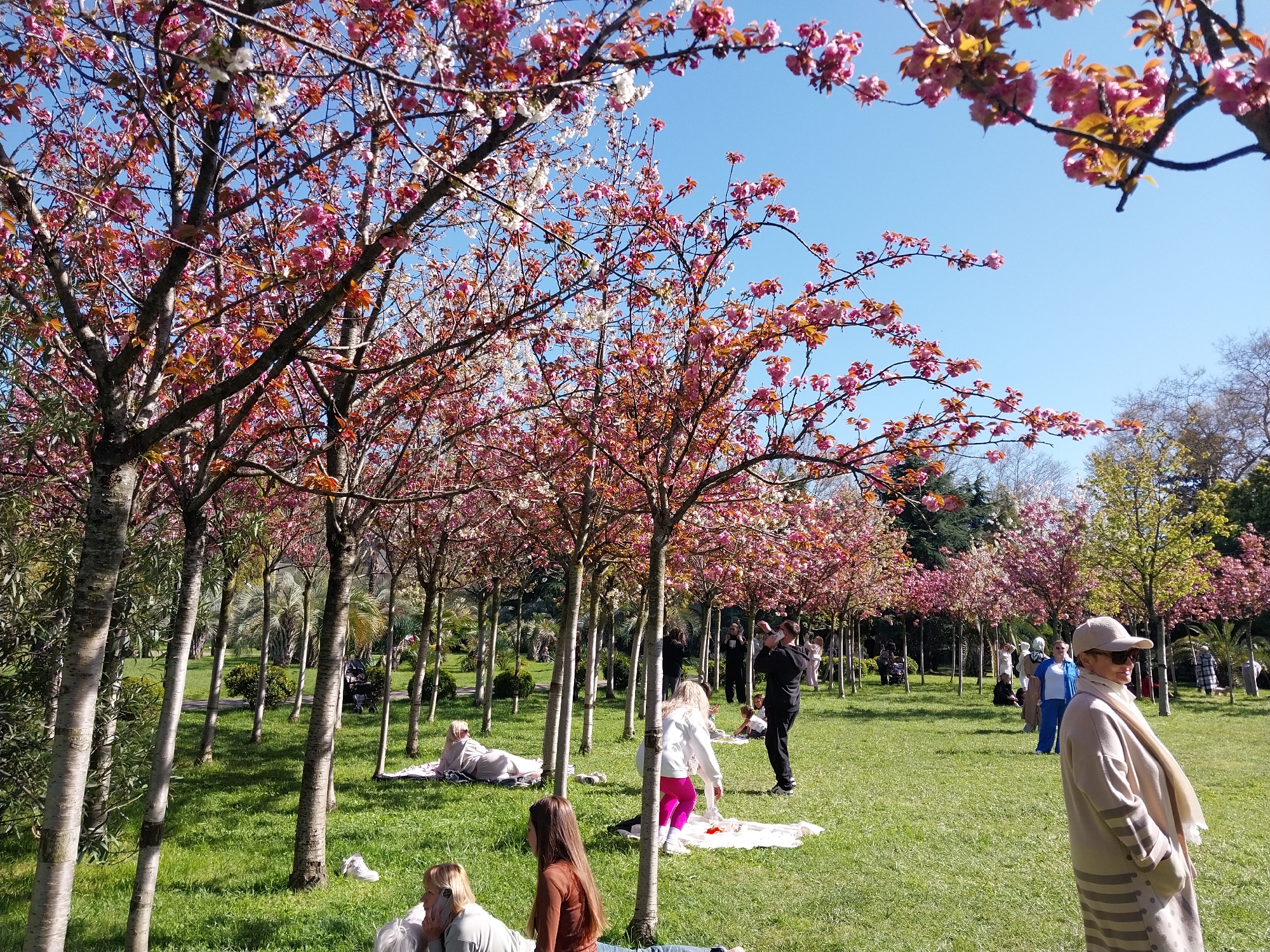 This vibrant outdoor photograph captures a bustling scene in a park in Sochi, Russia, under a clear blue sky. The park is adorned with numerous cherry blossom trees, their branches laden with beautiful pink and white flowers, framing the upper part of the image and lining the paths through the grassy area. The ground is covered in lush, green grass, illuminated by bright sunshine.
Many people are visible throughout the park, enjoying the pleasant, sunny weather. In the foreground, a woman wearing a beige baseball cap, sunglasses, and a light-colored coat with a matching scarf stands, looking towards the right. Nearby, other individuals are scattered across the verdant green lawn. Some are relaxing on white blankets spread on the grass, seemingly picnicking or sunbathing. A young girl in a white jacket and pink pants stands on a blanket, while a man in dark clothing holds a child a little further back. In the mid-ground and background, more people are seen walking, standing, or sitting, indicating a leisurely public gathering. A person in light blue attire is also visible further back on the right.
The time of day appears to be a sunny afternoon, with bright light casting subtle shadows. The clear blue sky and the blooming cherry blossoms strongly suggest springtime. The presence of various tree types, including distant palm trees, reinforces the location of Sochi, known for its warm climate. The overall mood is one of relaxation and enjoyment of nature's beauty. No visible text is present in the image.