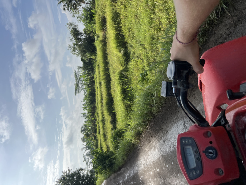 This image captures a first-person perspective from a red All-Terrain Vehicle (ATV) positioned on an unpaved, damp dirt road in a rural setting, identified as Taman, Indonesia. The ATV's red plastic front, dashboard with a digital display indicating '0', and an ignition switch in the 'OFF' position are visible in the foreground. A person's bare right forearm and hand, adorned with a reddish braided wristband, grasp the right handlebar. To the right of the road, terraced agricultural fields stretch into the midground, covered in bright green grass or young crops. Beyond these fields, a dense line of tropical vegetation, including large-leafed banana plants and various trees, forms the horizon. The sky is bright blue with scattered white cumulus clouds, indicating daylight conditions.
