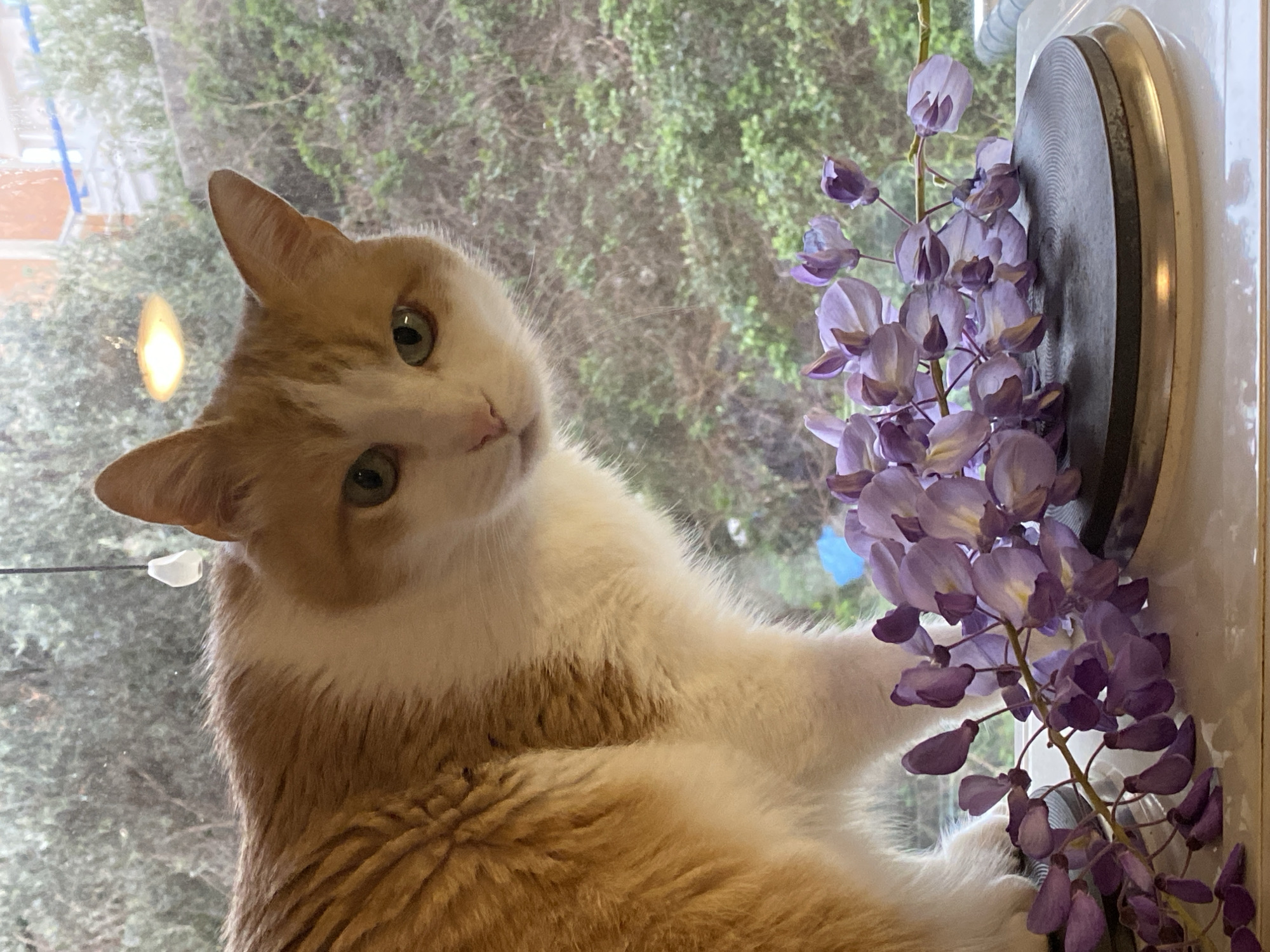 This image captures an indoor scene in Sveti Stefan, Montenegro, featuring an orange and white domestic cat and a branch of wisteria flowers. The cat, predominantly orange with white markings on its face, chest, and paws, is positioned in the upper center of the frame, looking directly at the viewer with green eyes. Its body is angled slightly to the right. In the lower foreground, a branch of purple wisteria flowers rests on a dark, circular, grooved object, which in turn sits on a white, reflective surface. The cat's front left paw is partially visible behind the flowers. The background consists of an outdoor view through a window, revealing dense green foliage. A building with an orange-pink facade and blue trim is partially visible through the foliage on the right side. A small, white, tear-drop shaped object hangs from above, centered vertically between the cat's right ear and the window pane. A bright, diffused light source is reflected in the upper right corner of the window.
