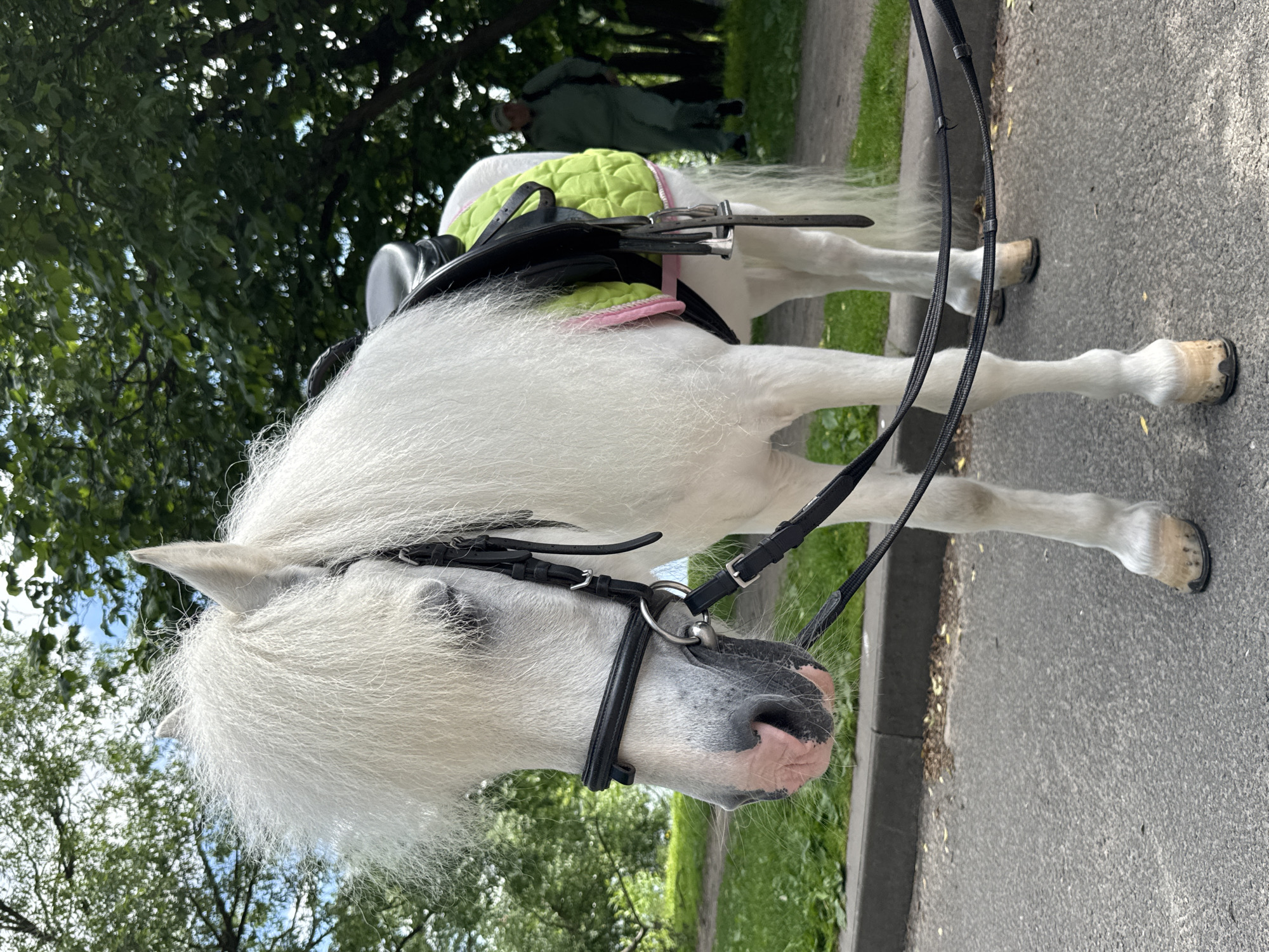A white pony stands on an asphalt path in a park area, with lush green trees and foliage in the background. The pony is wearing a black bridle and a saddle pad that is lime green with pink trim. A person in a light green tracksuit and a cap is visible walking in the background, partially obscured by trees. The pony's mane is long and white, partially covering its face. The setting appears to be a warm, sunny day.
