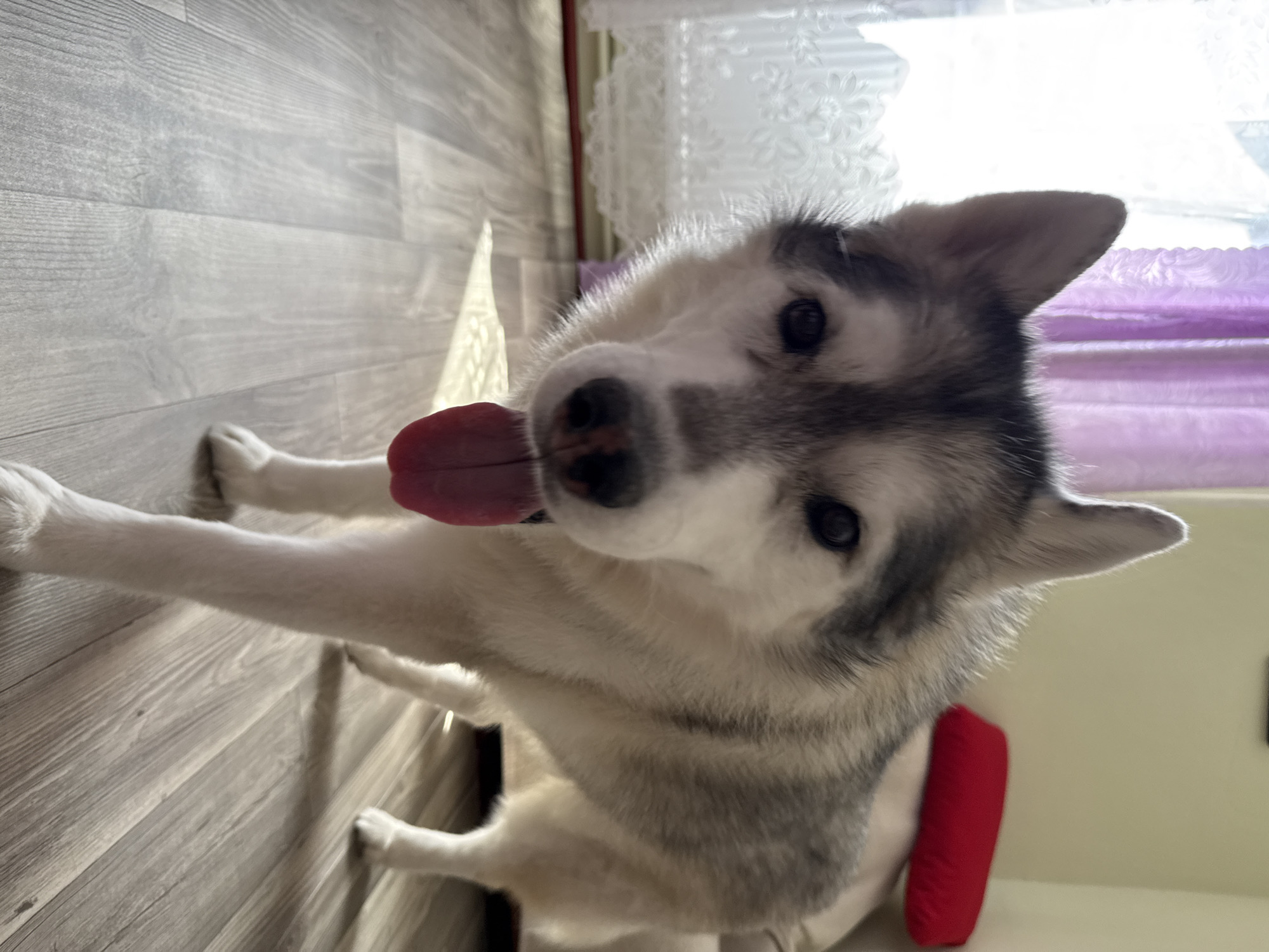 An eye-level, medium shot captures a husky dog standing on a gray laminate floor indoors. The dog is facing the camera with its tongue lolling out. Its fur is a mix of gray and white, and its ears are pointed upwards. Sunlight streams in from the left side of the frame, creating shadows on the floor and highlighting the dog's fur. Behind the dog, a sheer white curtain with lace trim is visible to the left, and a purple curtain is behind that. To the right, a tan couch with a red bolster pillow is partially visible. The background is slightly out of focus.