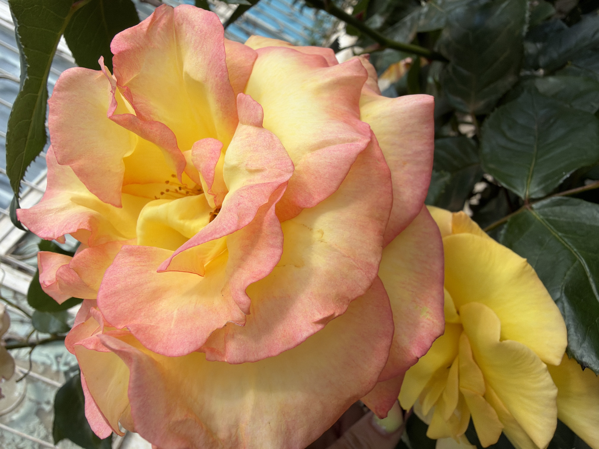 Close-up photograph of a large, fully blooming rose flower with yellow petals edged in pink. Another less bloomed yellow rose and green leaves are visible in the background. The location is likely a botanical garden or greenhouse in Stara Zagora, Bulgaria, suggested by the presence of plants and a structure in the background. The image focuses on the details of the rose petals and their color variations.