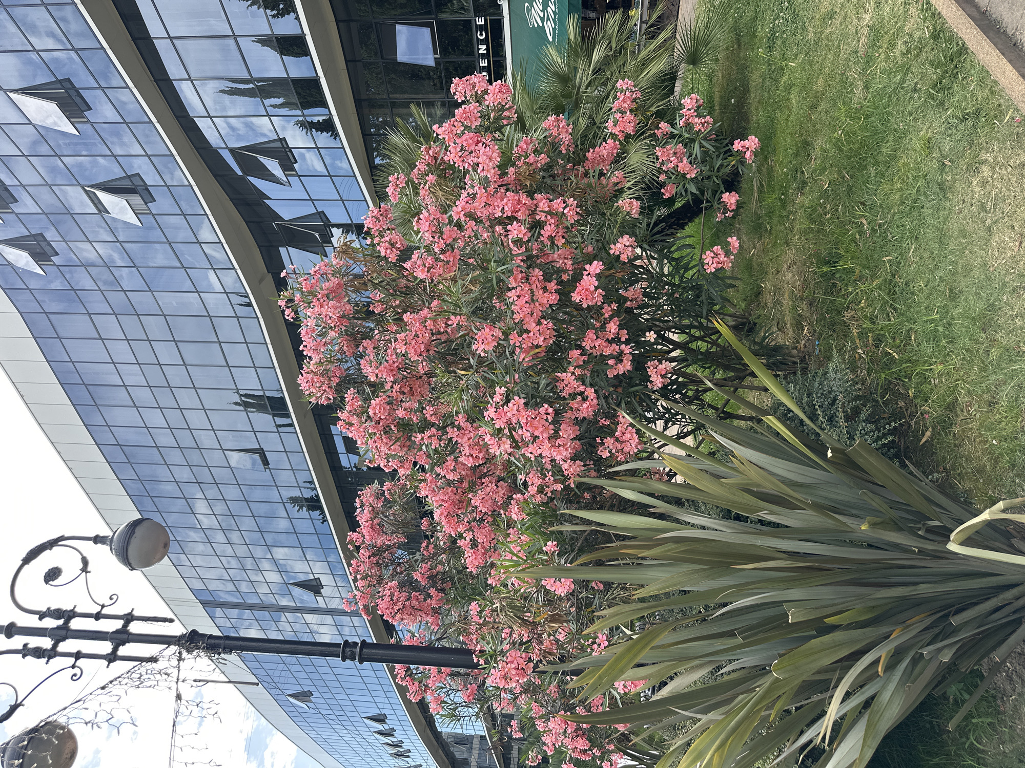 A modern, multi-story building with a glass facade and open windows stands behind a lush pink flowering bush and a large, green-leafed plant. A black lamppost with two lights is positioned to the left of the bush. The building reflects the sky and trees. A green awning with white lettering is visible on the right side of the building. The scene is set on a sunny day in Sochi, Russia, likely in a commercial or public area given the building's architecture and awning.
