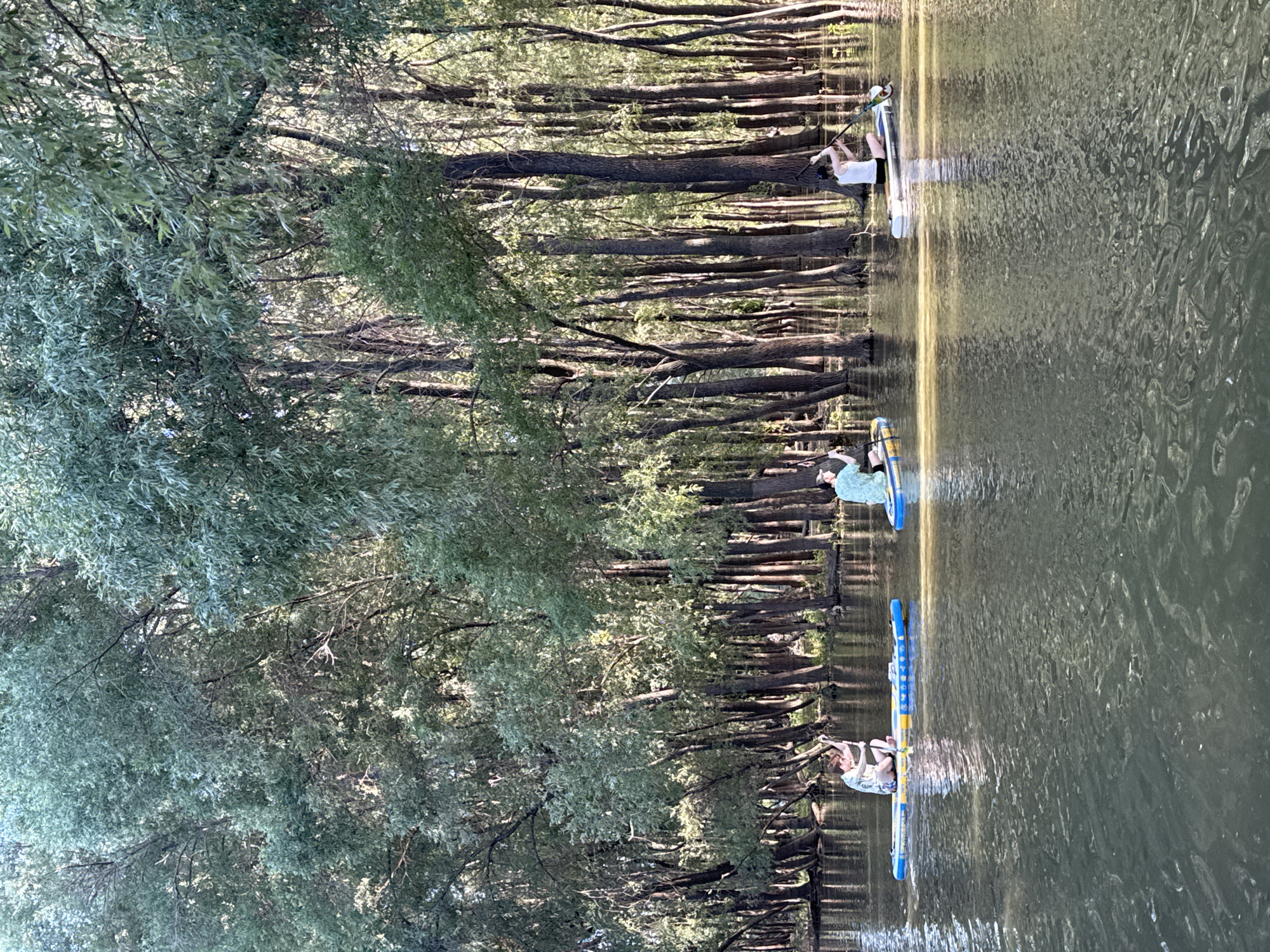 The image depicts a serene scene on a body of water, likely a river or lake, lined with dense trees. The trees on the left create a lush, green backdrop with dappled sunlight filtering through their leaves, suggesting it is daytime. On the right side of the image, the water surface is rippled, reflecting the surrounding trees and sky, with a warm, golden light illuminating a portion of the water, hinting at either sunrise or sunset.
Several individuals are engaged in paddleboarding. One person, wearing a white shirt and dark shorts, is on a paddleboard, holding a paddle and looking to the side. Further down the water, another person is seated on a paddleboard with a blue and yellow design, also holding a paddle. In the distance, a third person is visible on a paddleboard, positioned near the trees. The presence of multiple people paddleboarding suggests a recreational activity taking place.
The overall mood of the image is peaceful and tranquil, amplified by the natural setting and the calm activity of paddleboarding. There are no visible signs or text in the image. The location context of Novosibirsk, Russia, implies a possibility of a temperate climate during the warmer months. The reflection on the water and the lush greenery suggest a pleasant day for outdoor recreation.
