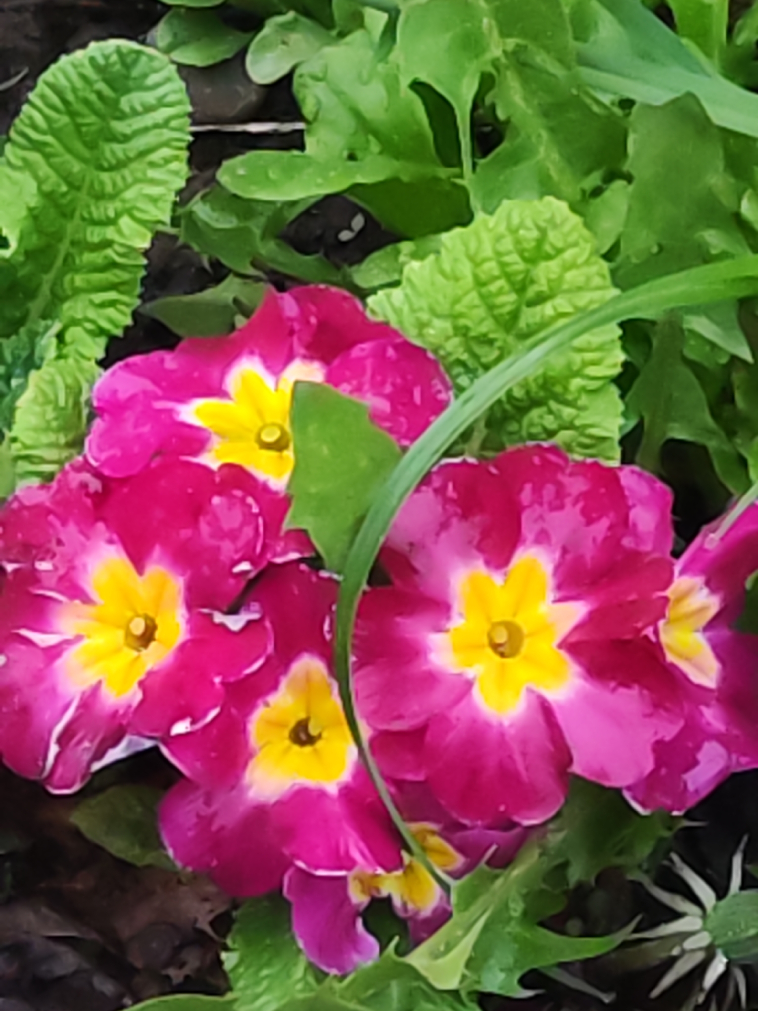 The image depicts a close-up view of several vibrant pink and yellow primrose flowers surrounded by green leaves. The flowers are the primary focus, their petals displaying a gradient of pink hues and each having a distinct yellow center. The leaves are a mix of textured and smooth varieties, contributing to the overall lushness of the scene. The background appears to be soil or mulch, with some small white objects scattered near the bottom right corner. There are no people visible in the image. The location is potentially Chaikovsky, Russia, though the image itself doesn't provide explicit evidence of this.