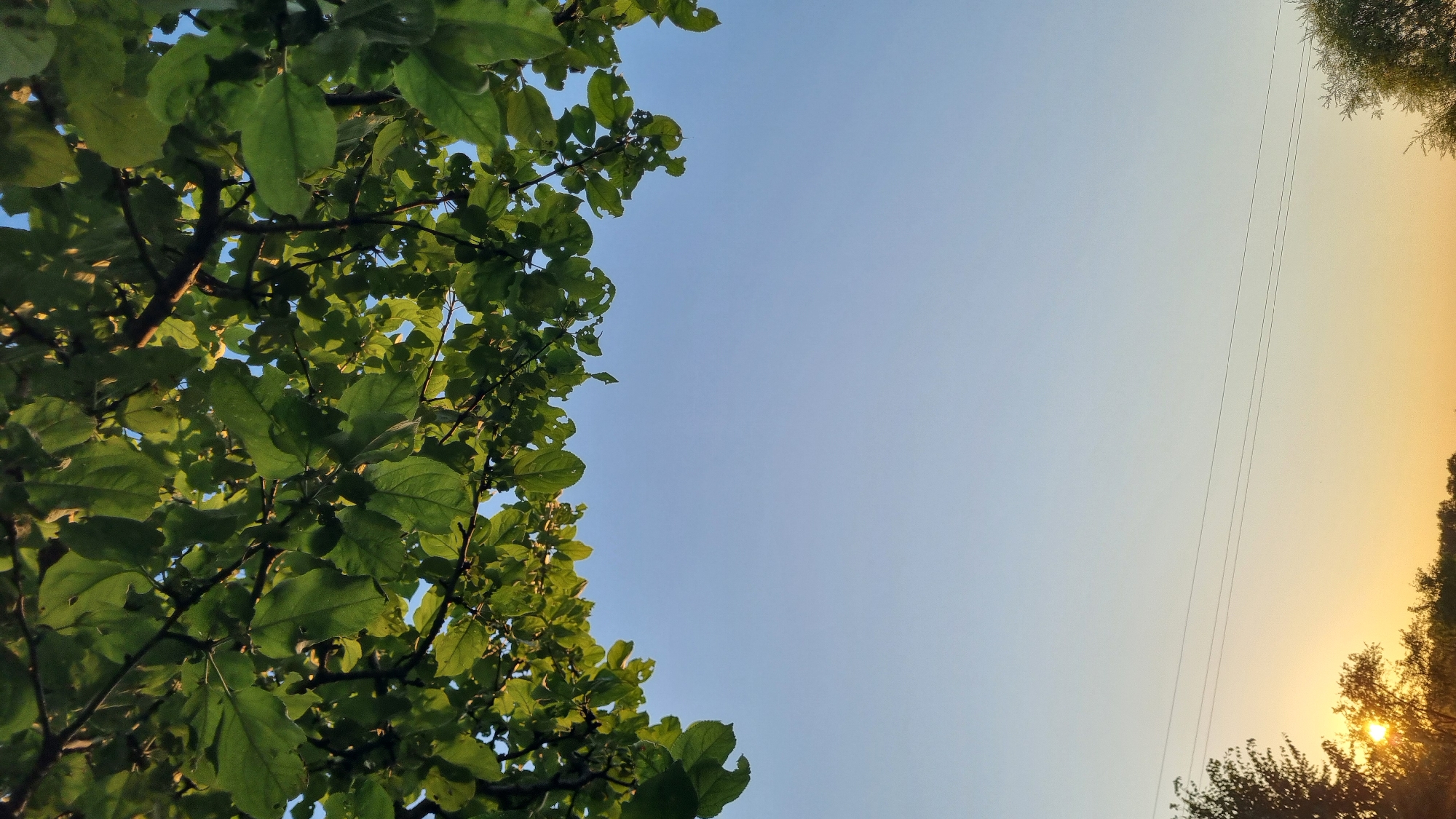 The image shows a view looking upwards towards a clear sky with some tree branches and leaves in the foreground. The branches are dark and covered with green leaves, some of which appear slightly damaged. The sky transitions from a lighter blue at the top to a lighter yellow/orange hue towards the horizon at the bottom. Power lines are visible horizontally across the lower portion of the sky. In the bottom left corner, a bright sun is setting or rising, casting a warm glow on the foliage and the sky. The overall setting appears to be outdoors in a natural or semi-natural environment, likely on the outskirts of a rural area or a park within Vysokoe, Russia, given the presence of trees, open sky, and power lines. There are no people or specific urban structures clearly identifiable in the frame.