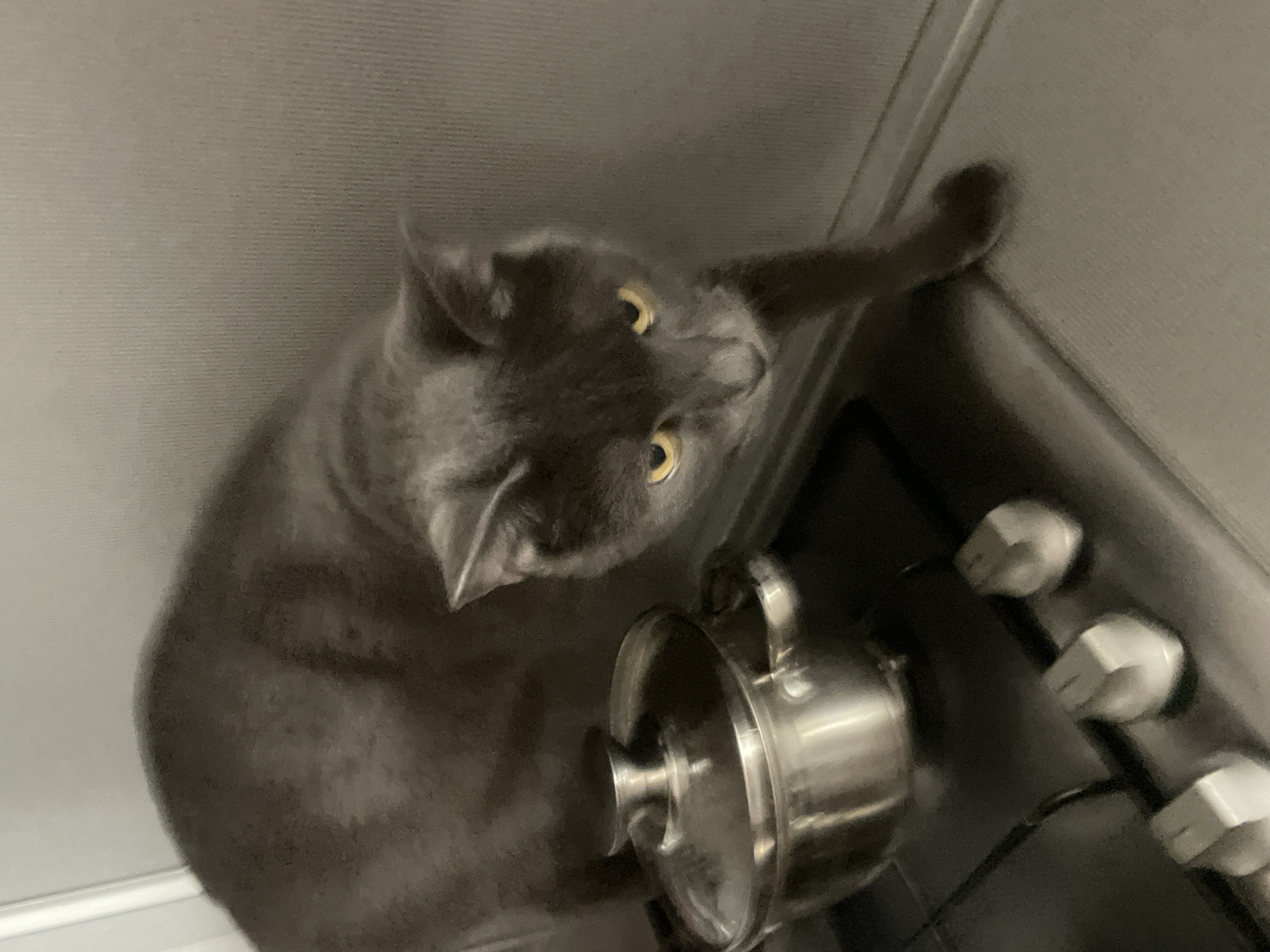 A grey cat with yellow eyes stands on a stove top next to a metal pot with a glass lid. The cat is looking down and to the right. The stove top is black with silver knobs. The background is a light grey wall. The scene appears to be in a kitchen. The image does not contain enough information to determine its location in Sochi, Russia.