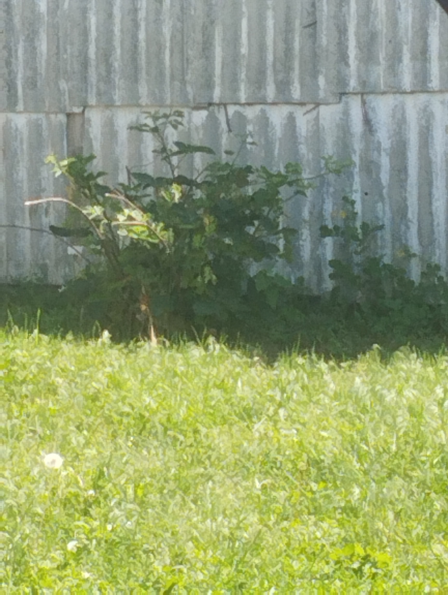 In Ustyvytsia, Ukraine, a close-up, waist-level shot captures a portion of a corrugated metal fence. The fence, constructed from vertical, gray, corrugated panels, shows some signs of age with slight discoloration and texture variations. In front of the fence, a lush green patch of grass dominates the lower two-thirds of the frame. Scattered within the grass are a few small white objects, possibly wildflowers or dandelion seed heads. A dense, leafy green bush is situated in the mid-ground, partially obscuring the fence and blending into the grassy area. The bush has multiple stems and branches, with visible leaves and some darker, woody sections. The lighting suggests it is daytime, with shadows likely present, though not clearly defined in this image.