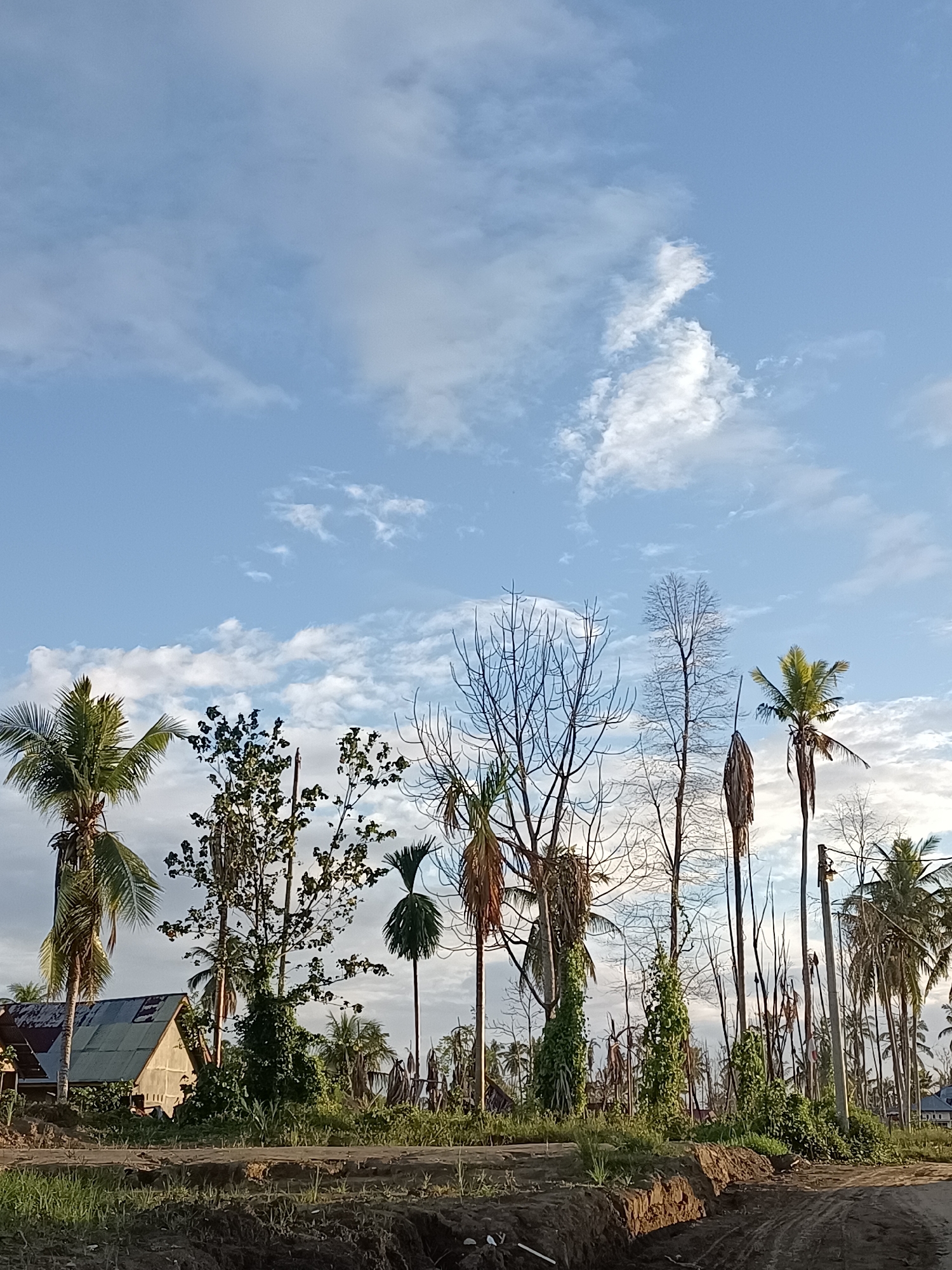 A vertical, eye-level, outdoor shot captures a rural scene in Meunasah Raya, Indonesia, bathed in the soft light of either early morning or late afternoon. The sky is a vibrant blue, sparsely populated with scattered white clouds. In the foreground, a rough, dirt path with tire tracks is visible. The path runs along a disturbed embankment of dark brown soil and patchy green grass.
A cluster of trees dominates the middle ground. On the left, a tall palm tree stands prominently, its fronds reaching towards the sky. Next to it, a smaller, leafy tree grows. The center and right of the frame are filled with a variety of trees, some bare and spindly, others with dense foliage. One particularly striking tree in the center is tall and bare, its delicate branches silhouetted against the sky. To its right, a mature palm tree with its characteristic crown of fronds is visible. In the background, a simple house with a corrugated metal roof is nestled amongst more trees and vegetation. The overall impression is one of a slightly unkempt but peaceful rural landscape under a beautiful sky.