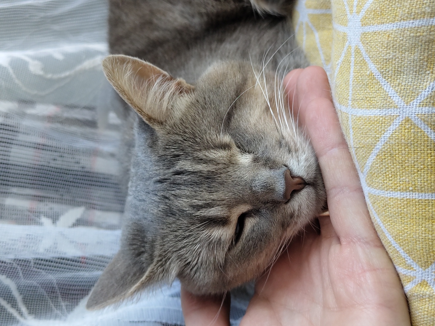 An adult tabby cat is resting its head on a human hand. The cat's eyes are closed and its fur is a mix of gray and brown tabby markings. The hand is positioned beneath the cat's chin and cheek, and it appears to be gently stroking the cat. The cat is lying on a yellow and white patterned surface, possibly a cushion or blanket. In the background, a sheer white curtain is visible. The overall impression is one of peace and contentment.