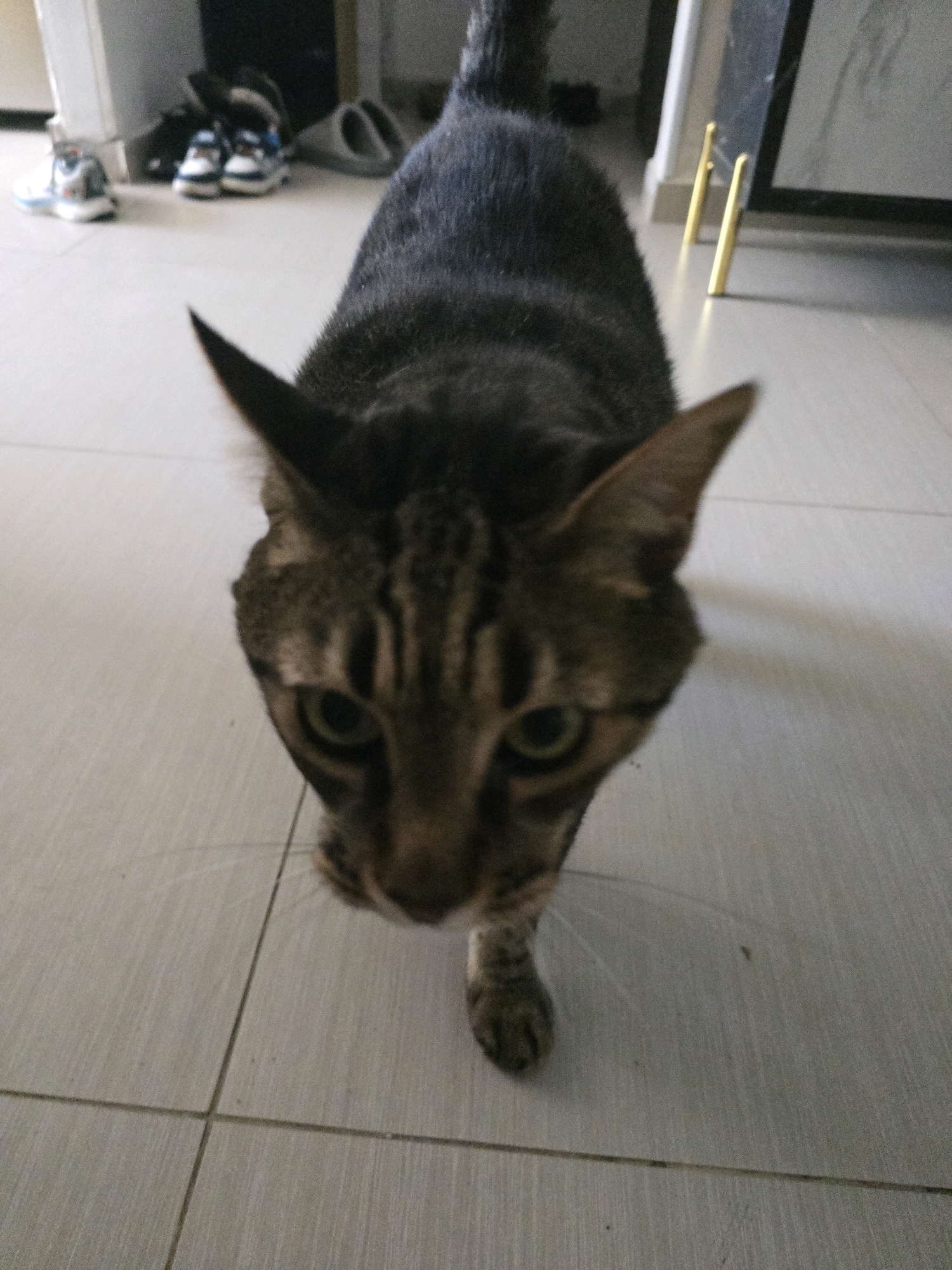 A tabby cat is walking towards the camera on a tiled floor. The cat has dark fur with lighter stripes. In the background, there are several pairs of shoes, including sneakers and slippers. There are also some gold-colored metal rods leaning against a wall and a framed picture. The scene appears to be indoors, possibly in a residential setting. The presence of shoes and the tiled flooring suggest an interior space. The lighting is dim, with shadows cast on the floor and walls. The overall impression is of a casual, domestic environment. The image does not contain any specific visual cues that would allow for definitive identification of the location as Dimona, Israel.