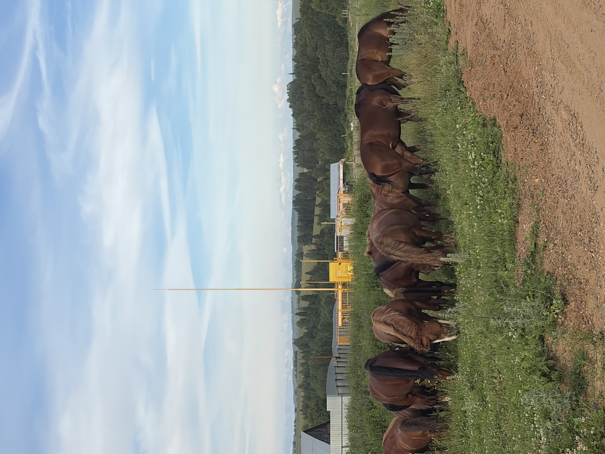A herd of brown horses grazes in a grassy field. In the background, a cluster of buildings and a tall yellow structure are visible, with a dense forest beyond and rolling hills in the distance under a blue sky with scattered clouds. The scene appears to be in a rural area, possibly the village of Vankino in Russia, given the landscape. The horses are focused on eating, with no visible interactions between them or with any people. The environment is natural and undeveloped, with the exception of the man-made structures.