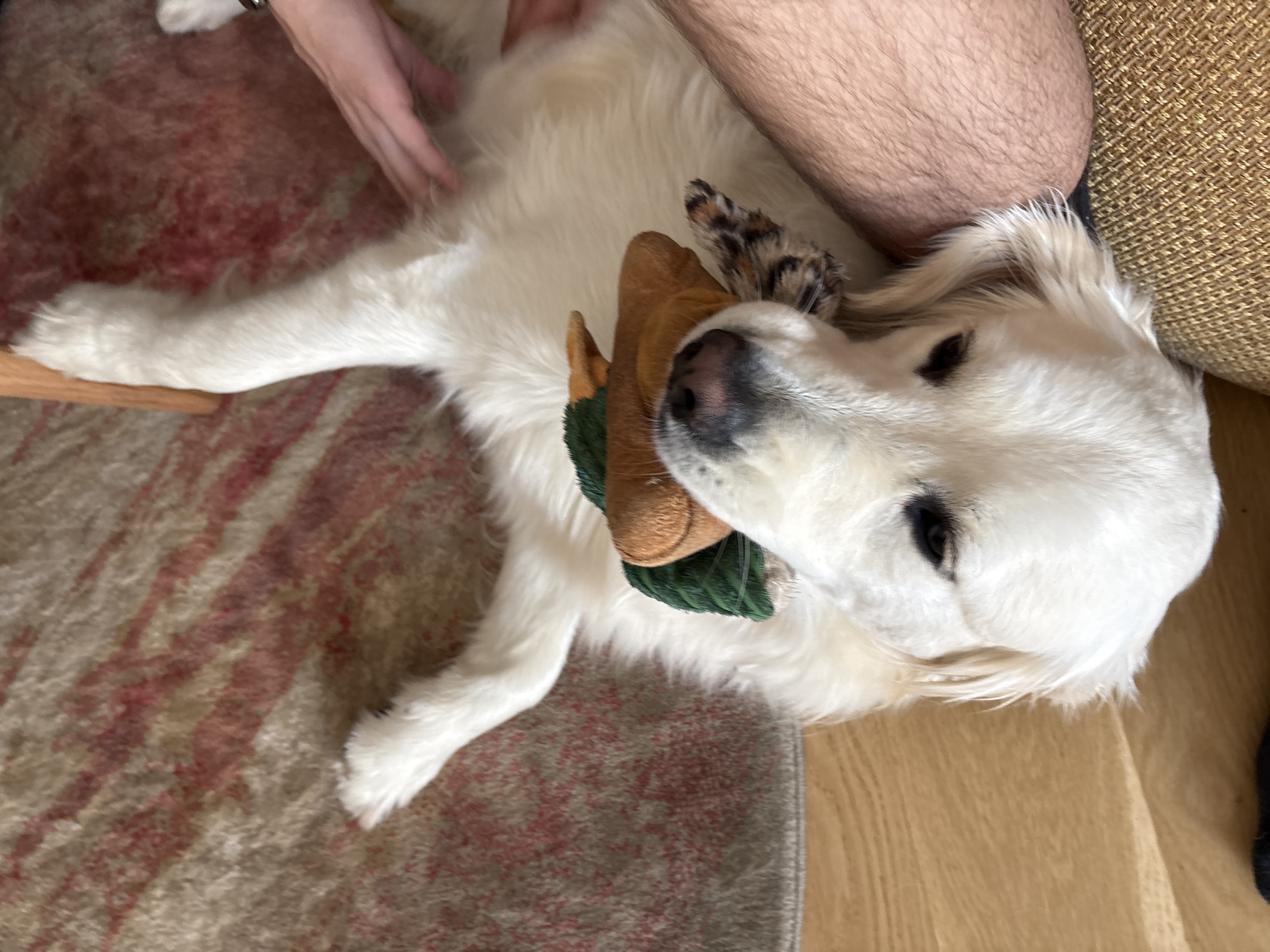 An indoor scene in Lozen, Bulgaria, features a cream-colored Golden Retriever dog lying on its back on a patterned rug. The rug has reddish-brown and beige tones, and a wooden floor is visible to the right. The dog holds a plush toy, resembling a duck with a brown body and green accents, in its mouth. A person's hand, with a lighter skin tone, is seen on the left, appearing to pet the dog's belly. Another person's bare, hairy leg rests on a woven, textured couch or armchair in the upper right corner, close to the dog's head. The dog looks relaxed and content, suggesting a warm and affectionate interaction within a home setting. A wooden furniture element is partially visible on the far left. No text is visible in the image.