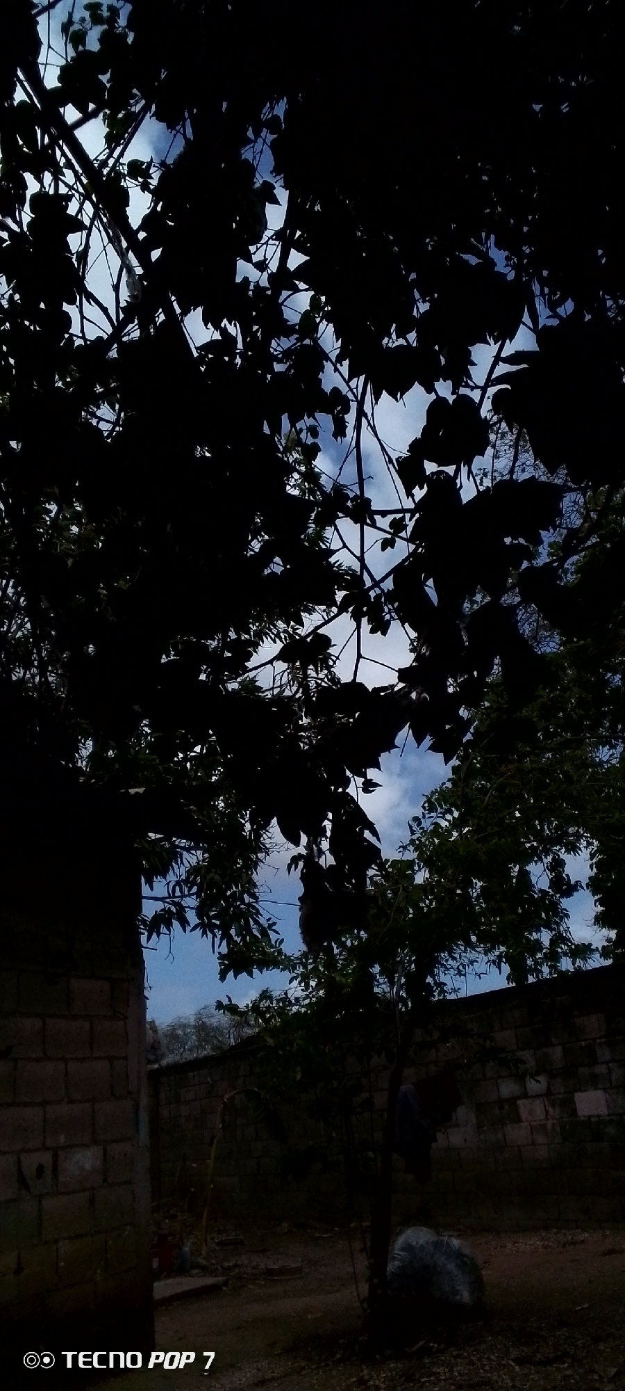 The image depicts an outdoor scene, likely in Altagracia, Venezuela. The foreground is dominated by the dark silhouettes of tree branches and leaves, creating a canopy that partially obscures the sky. Through the foliage, patches of a blue sky with scattered clouds are visible, suggesting it is daytime.
In the lower left corner, a portion of a brick wall is visible, constructed from light-colored, rectangular bricks. The ground appears to be dirt or packed earth. Beyond this, another brick wall runs horizontally across the frame, forming part of the setting.
To the right, there is a tree with dark leaves. Hanging from its branches are two pieces of dark fabric, possibly clothing, appearing to be dried or hung out. At the base of this tree, a large, dark, plastic-wrapped object, perhaps a bundle or garbage bag, rests on the ground.
The overall mood is somewhat somber due to the heavy shadows and dark tones, but the presence of the sky hints at a natural, perhaps humid, environment. The image is a vertical shot, emphasizing the overhead foliage and the depth of the scene.
Visible text at the bottom left of the image reads "TECNO POP 7". The image appears to have been taken with a mobile phone, indicated by the watermark. The time of day is likely afternoon or late afternoon, given the light and shadows.