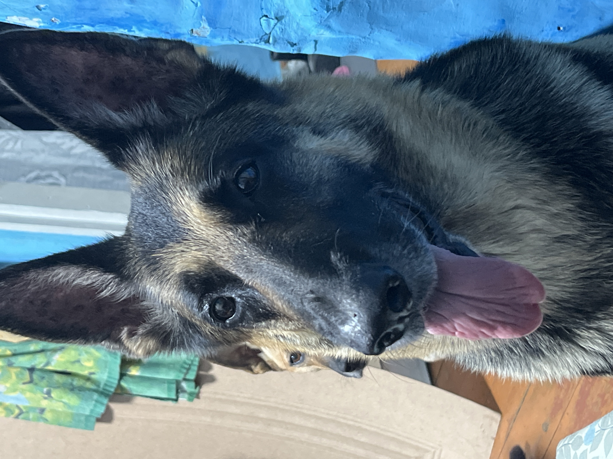 This is a close-up, vertically oriented photograph of a German Shepherd dog lying down. The dog's head is tilted, and its tongue is lolling out. Its fur is a mix of black, brown, and tan. The dog's eyes are open and appear to be looking to the left. In the background, there is a blurry blue surface above and a wooden surface below. To the left of the dog, there are two folded green face masks with a floral pattern. The lighting suggests it is daytime, and the setting appears to be indoors. No text is visible in the image.