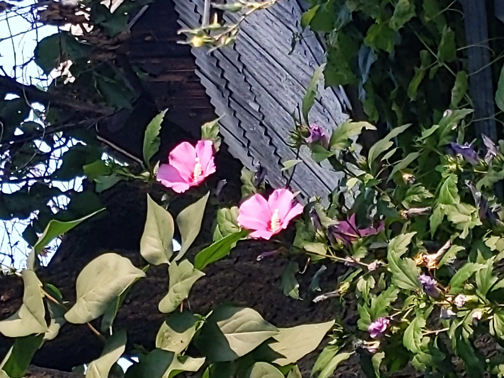 The image depicts a close-up view of several pink hibiscus flowers in bloom, set against a backdrop of green foliage and a weathered wooden structure with a corrugated roof. The flowers are in various stages of opening, with delicate petals and visible stamens. The leaves of the hibiscus plant are a deep green, some appearing glossy, while others are slightly curled. In the upper portion of the image, branches of a larger tree with broad leaves frame the scene. The wooden structure behind the flowers appears to be a rustic fence or shed, with visible texture and possibly signs of age. The overall lighting suggests it is daytime, with sunlight illuminating the flowers and leaves. The scene is likely outdoors, given the natural elements and the hint of sky through the branches. The location is identified as Kyiv, Ukraine.