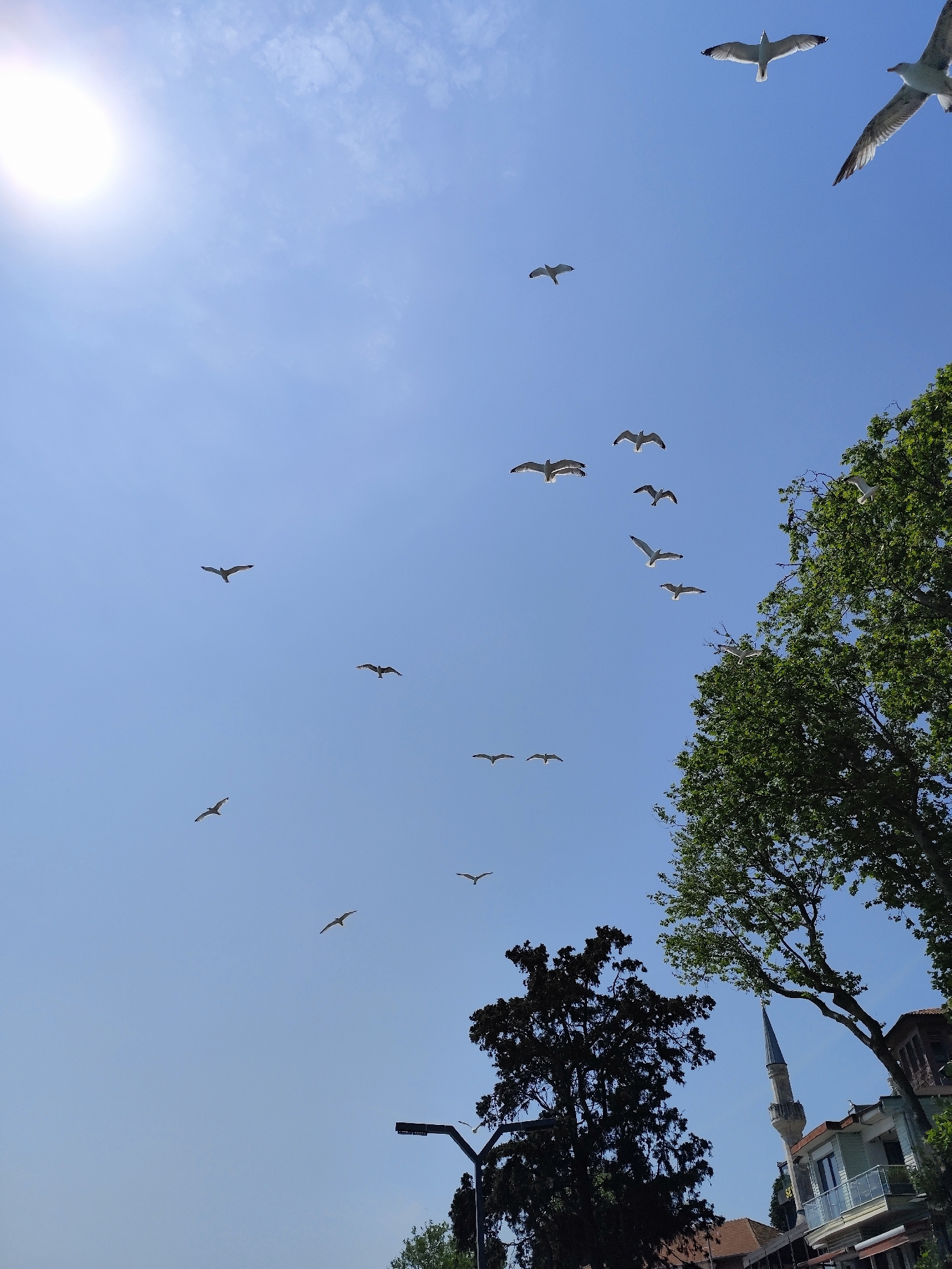 The image presents an upward perspective of a bright, clear blue sky, dominated by numerous seagulls in flight. The sun, a brilliant white orb, is prominently featured in the upper left corner, casting a strong glare and creating a luminous effect with faint clouds visible around it.
Many seagulls are captured soaring across the sky, some as distinct silhouettes against the light, while others are partially illuminated, revealing their white plumage and grey wing tips. Their varied positions suggest a dynamic, unconstrained movement.
In the lower right and bottom parts of the frame, the vibrant green canopy of several trees is visible, their leaves appearing full and healthy. Below and to the right of these trees, architectural elements emerge. A slender, light-colored mosque minaret with a pointed spire stands tall, indicating a location in a Muslim-majority country. Adjacent to the minaret, part of a building with a light blue balcony railing is visible, and below the balcony, a dark sign with some unreadable white text, possibly including the Turkish word "ESKİ" (old), is faintly discernible. Further to the left, a black street lamp or public lighting fixture is partially obscured by denser, darker evergreen trees.
The scene conveys a sunny and clear day, likely midday given the sun's high position. The combination of seagulls, a mosque minaret, and lush greenery strongly suggests an urban or coastal setting in Turkey, consistent with the provided location hint of Sarıyer. The overall atmosphere is bright, serene, and captures a moment of natural life within an urban landscape. No people are visible in the photograph.