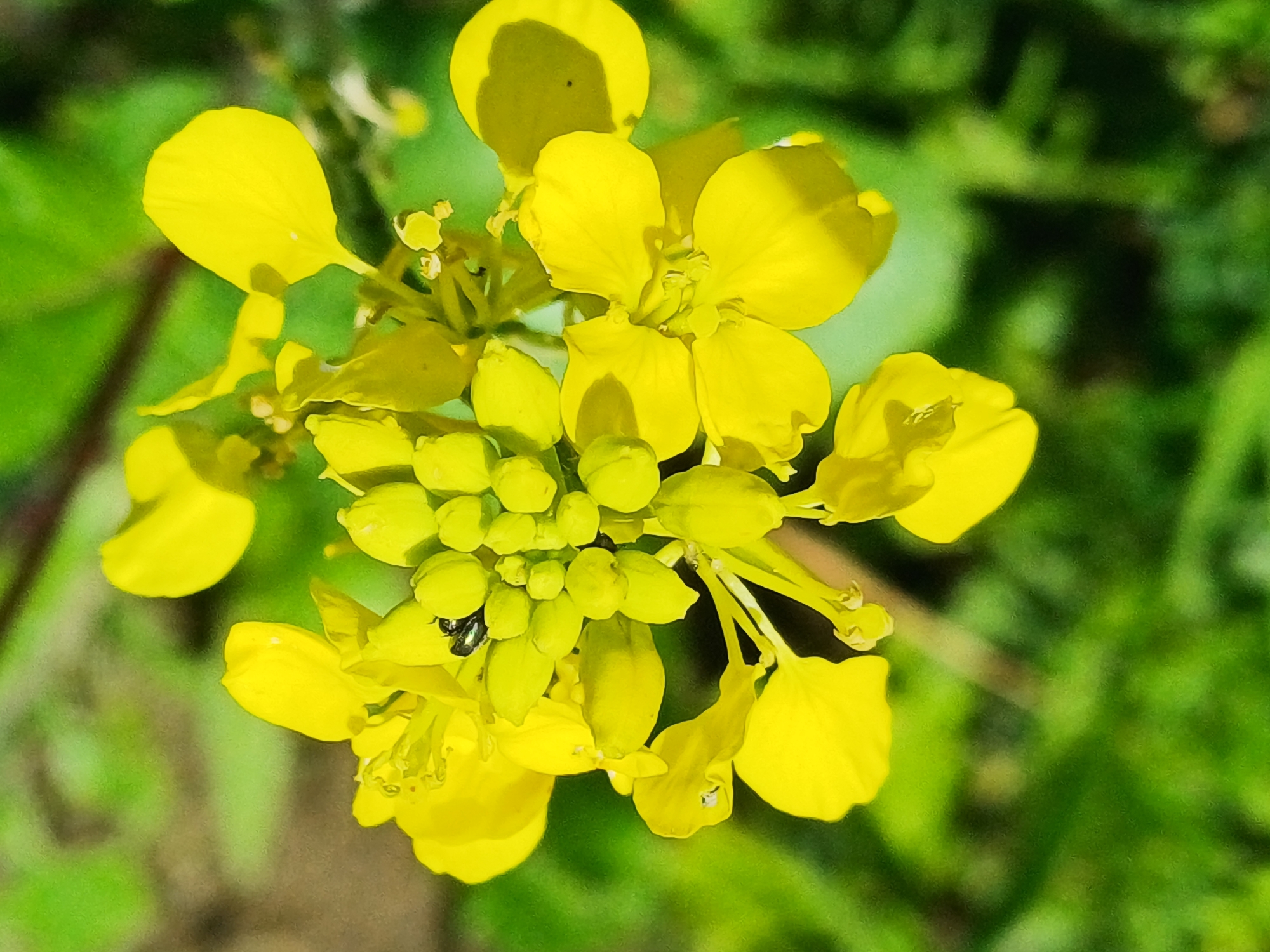 A close-up, eye-level, horizontal shot captures a cluster of vibrant yellow flowers, possibly mustard flowers, with a blurred green foliage background. The flowers are the primary subject, with some fully bloomed and others in bud stage. A small, dark insect is visible on one of the buds. The lighting suggests a sunny day, with highlights and shadows on the petals. There is no indication of the city of Riga, Latvia, in the image.
