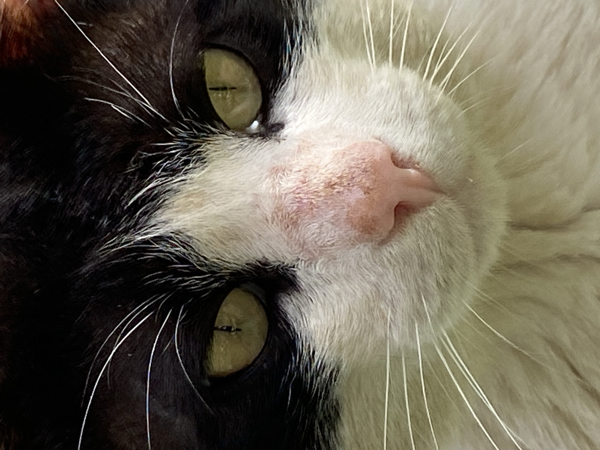 A striking close-up portrait features the face of a bicolored cat, composed prominently with a split black and white fur pattern. The left side of the cat's face, encompassing one eye, is covered in dark black fur, while the right side is predominantly white. The cat's eyes are a luminous green-yellow with vertically slit pupils, reflecting a faint light source. Its small, fleshy pink nose, slightly textured, sits centrally, dividing the contrasting fur colors. Numerous fine, white whiskers extend outwards from both the black and white portions of its muzzle. The image captures the intricate details of its fur, showing varying lengths and textures, particularly around the eyes and nose. The cat appears calm and observant, looking directly towards the viewer. The background is entirely out of focus or cropped, bringing the cat's facial features into sharp relief as the sole subject. There are no visible location cues within the image to suggest Budva, Montenegro, nor any discernible text or specific time of day.
