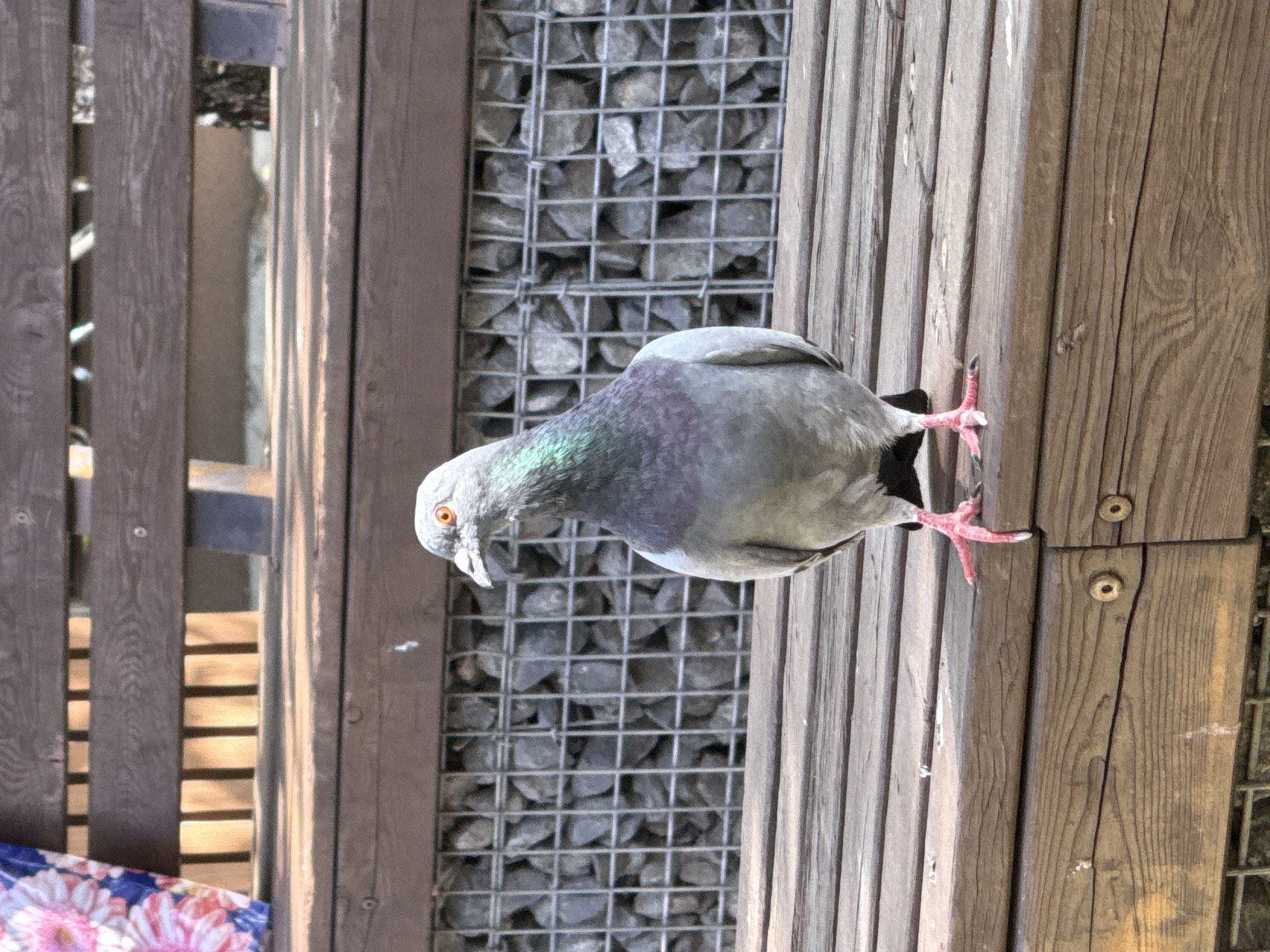 A high-angle, close-up image captures a grey pigeon perched on a weathered wooden beam. The pigeon, facing slightly left and looking downwards, exhibits iridescent green and purple plumage on its neck, bright orange eyes, and pinkish-red feet with visible claws. Its body is primarily a mottled grey, suggesting common rock pigeon characteristics.
The setting appears to be outdoors during bright daylight, with strong illumination creating distinct shadows between wooden slats visible in the background on the left. The pigeon is positioned near a gabion wall, which consists of a wire mesh cage filled with various sizes of grey and brown stones, providing a rough, industrial texture. The wooden beam the pigeon stands on shows clear grain and signs of age, with several visible screws or bolts. In the lower-left corner, a portion of a colorful bag with a vibrant pink and white floral pattern is visible, adding a contrasting splash of color to the otherwise natural and muted tones of the wood and stone.
No specific activity beyond the pigeon perching and observing its surroundings is depicted. There is no visible text in the image. The location context provided for this image is Krasnoyarsk, Russia.