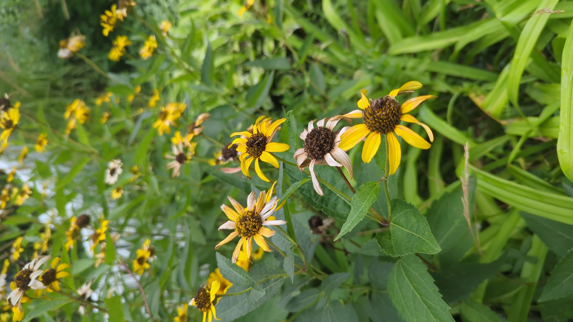 The image shows a close-up of several yellow wildflowers with dark brown centers, some appearing wilted, set against a blurred background of green foliage. The flowers have delicate, pointed petals that are bright yellow, with some showing signs of browning or drying at the tips. The centers are textured with many small florets. Green leaves and stems are visible, forming a natural, outdoor environment. The lighting suggests an overcast day or shaded area, with soft, diffused light. The scene is devoid of any human presence or man-made structures. The image appears to be taken in a natural setting, likely a garden or a park.