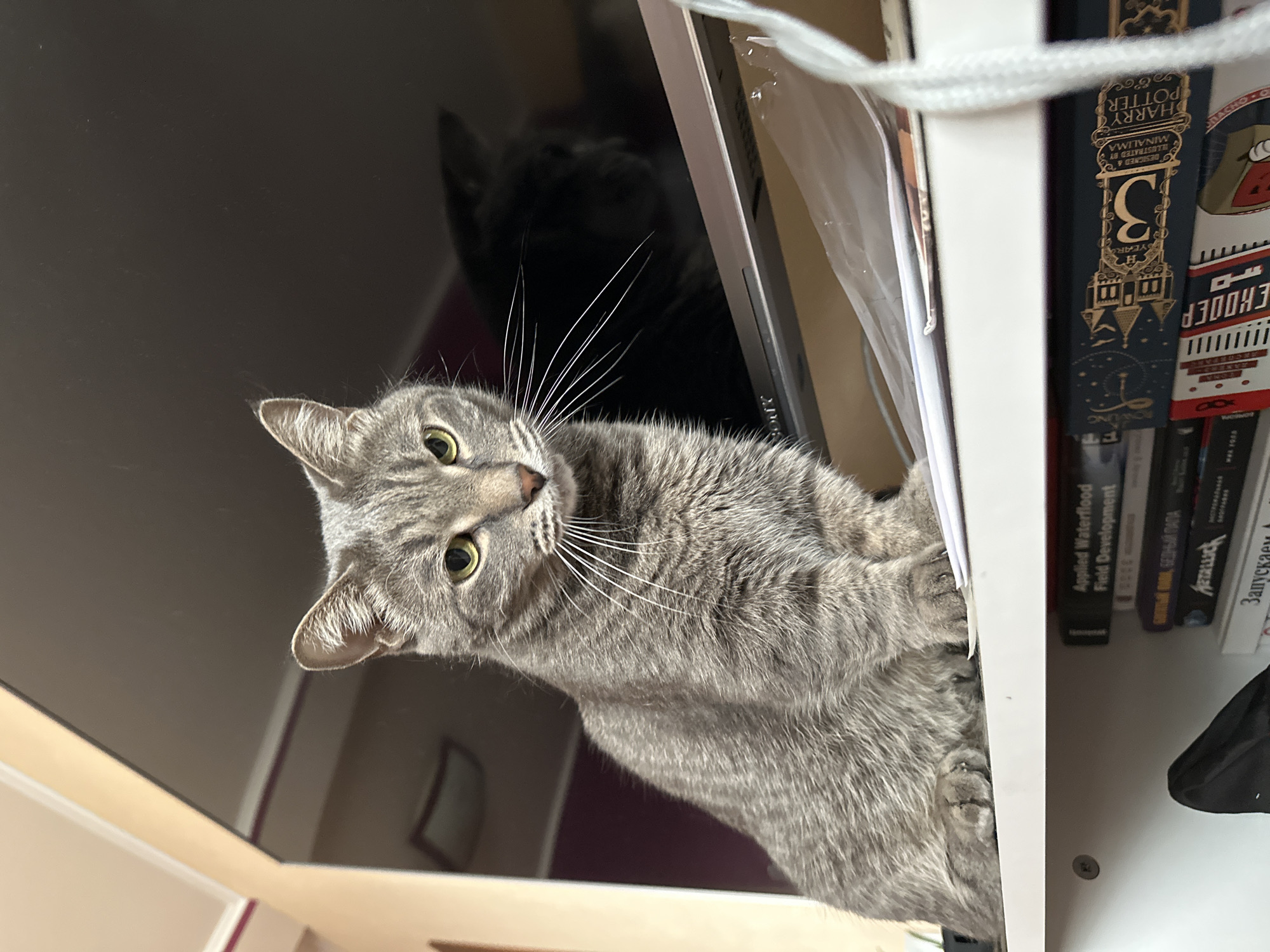 A gray tabby cat with green eyes is sitting on a bookshelf. The cat's head is tilted to the left, and it is looking directly at the camera. Behind the cat is a dark screen, reflecting a second cat. The bookshelf is filled with books, including a copy of "Harry Potter" by J.K. Rowling. The location is not provided in the image.