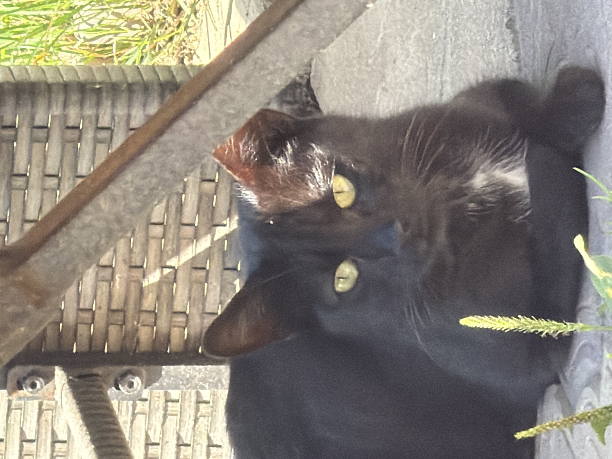 The image depicts a black cat resting on a stone surface. The cat is facing forward with its eyes open and yellow irises. Its left ear is partially obscured by its body, while its right ear is visible, with a reddish-brown hue. A small patch of white fur is present on its chest. The background consists of a woven material, possibly part of a chair or fence, with a brick-like pattern, and some green foliage. The scene is illuminated by sunlight, casting shadows. The image was taken outdoors, in what appears to be a domestic or garden setting. There is no indication of the city of Gribki, Russia in the image.