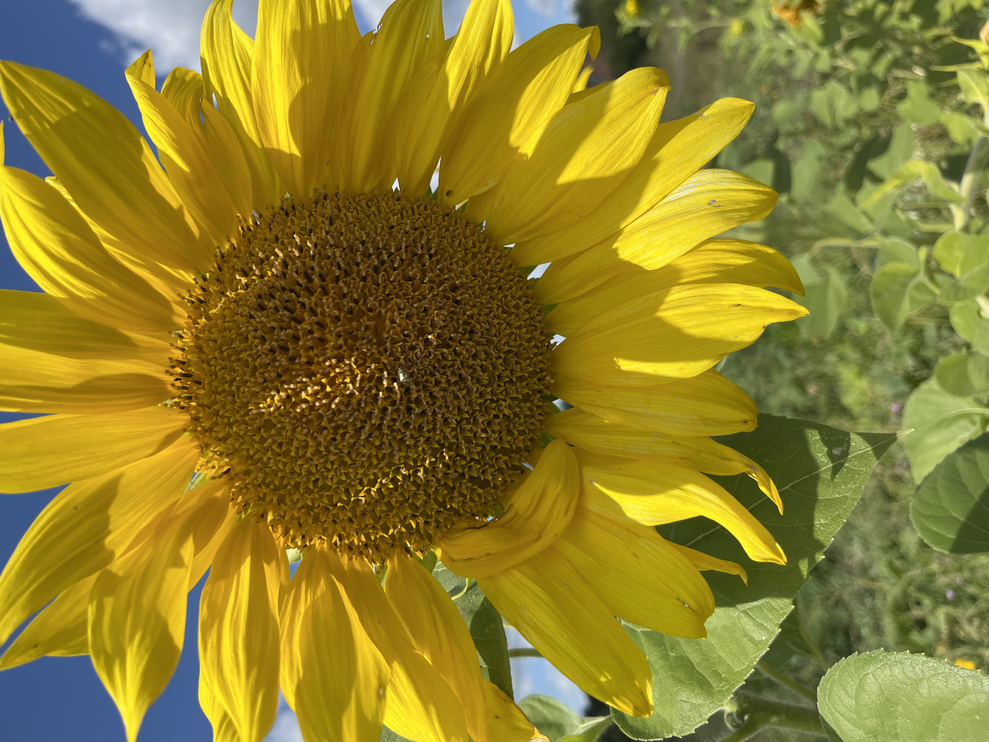An extreme close-up shot features a bright yellow sunflower with its center filled with seeds. The petals are vibrant and catch the sunlight, casting shadows. The background is a blurred green field with hints of blue sky and white clouds. The image is set in Fedorovka, Russia, a location known for its agricultural landscapes and sunflower fields that bloom in the summer months.